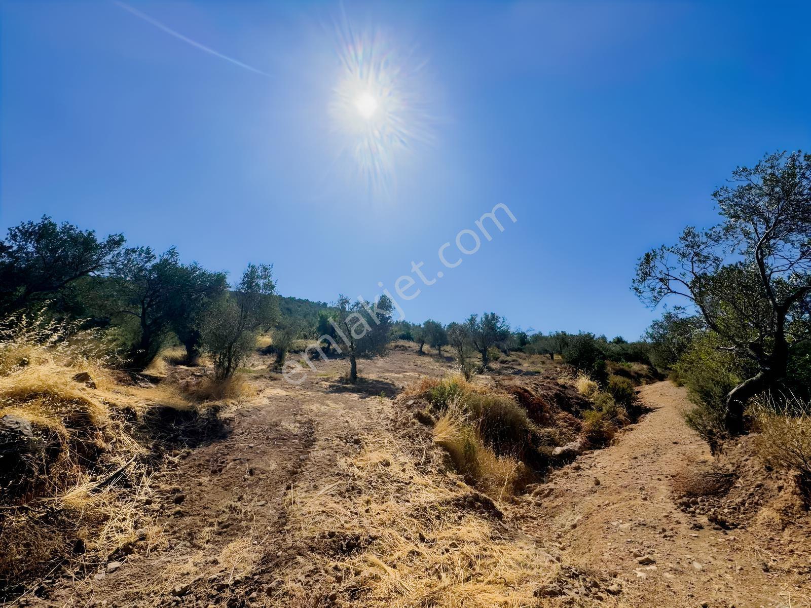 Koçerlerden Pelitköyde Deniz Manzaralı 8500m2 Zeytinlik — fotoğraf 5