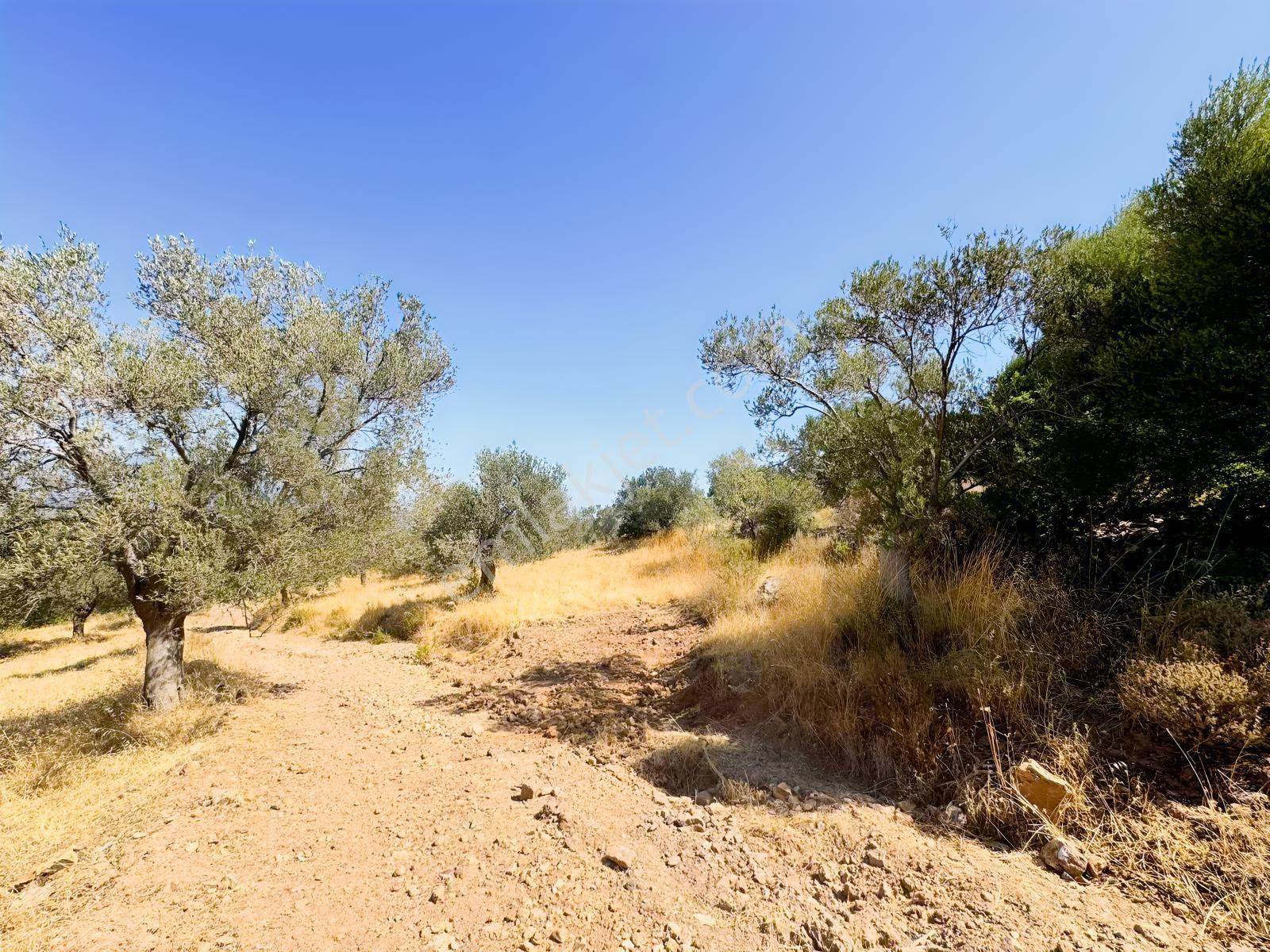 Koçerlerden Pelitköyde Deniz Manzaralı 8500m2 Zeytinlik — fotoğraf 6