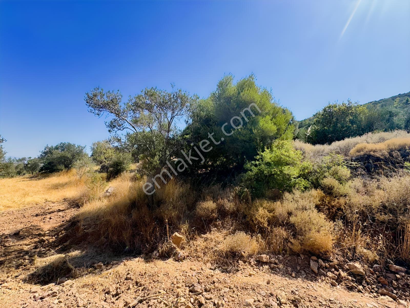 Koçerlerden Pelitköyde Deniz Manzaralı 8500m2 Zeytinlik — fotoğraf 7