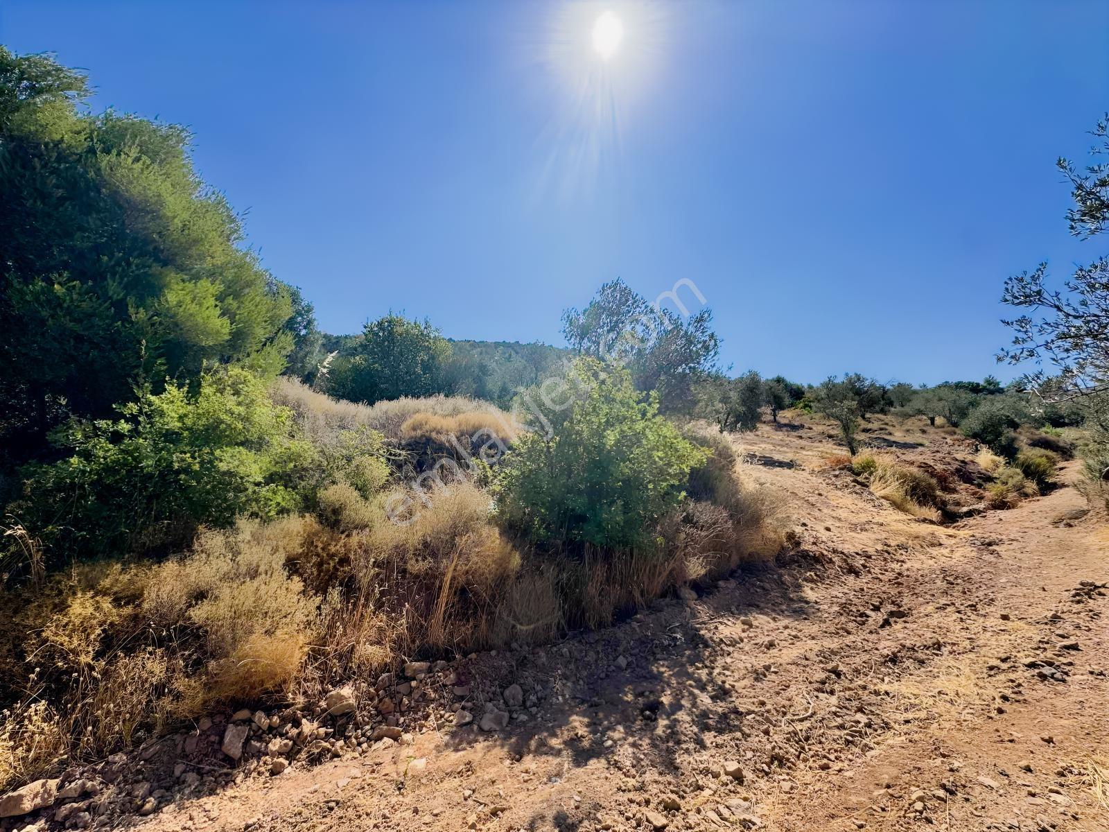 Koçerlerden Pelitköyde Deniz Manzaralı 8500m2 Zeytinlik — fotoğraf 8