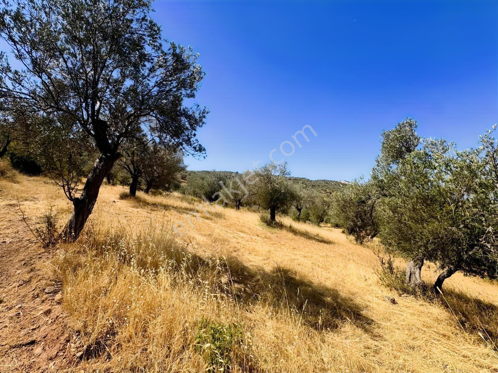 Koçerlerden Pelitköyde Deniz Manzaralı 8500m2 Zeytinlik — fotoğraf 10