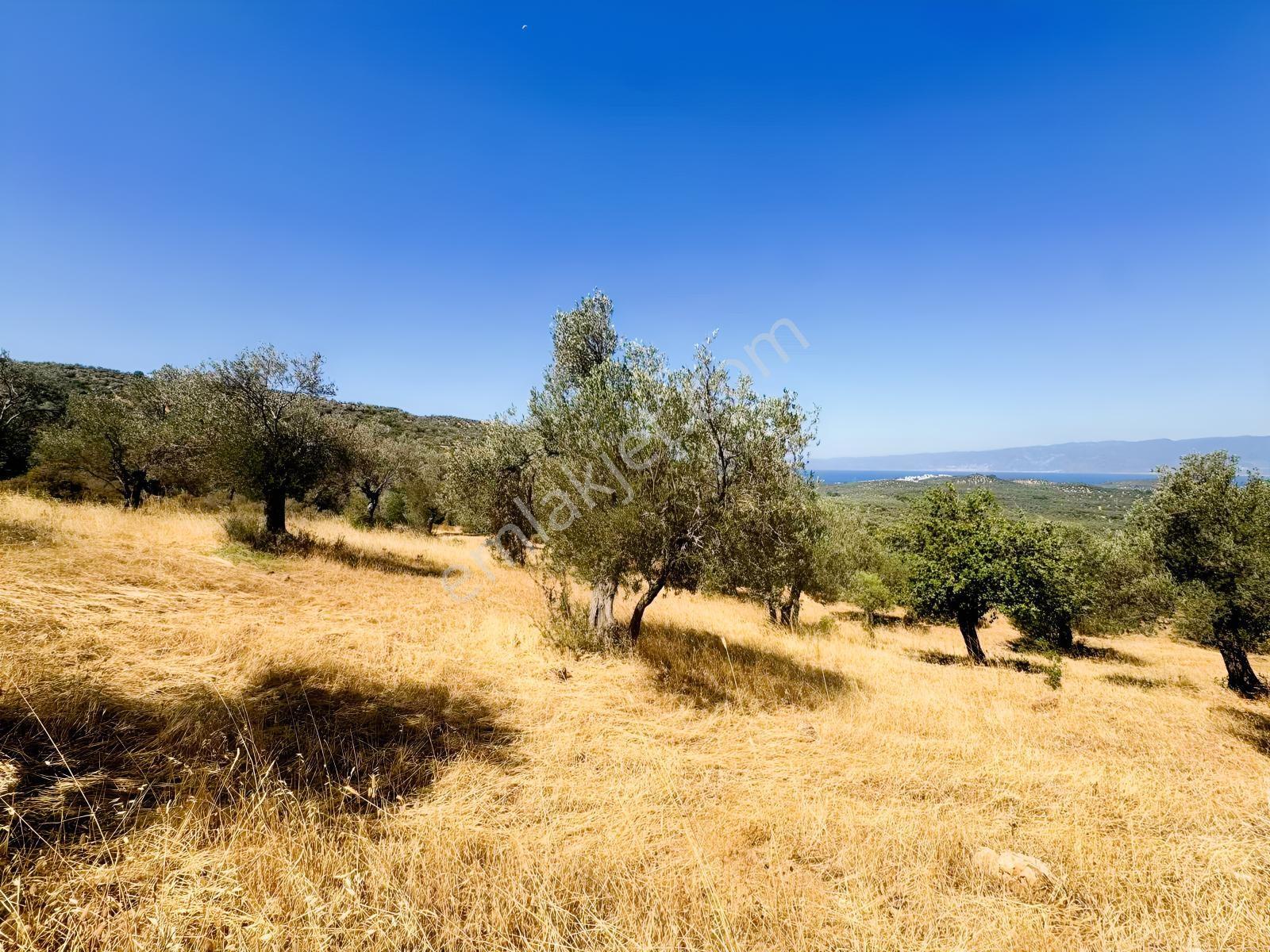 Koçerlerden Pelitköyde Deniz Manzaralı 8500m2 Zeytinlik — fotoğraf 11