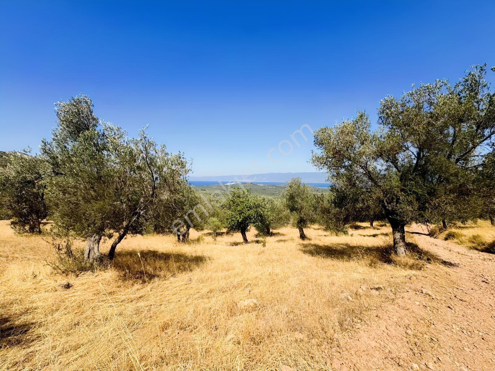 Koçerlerden Pelitköyde Deniz Manzaralı 8500m2 Zeytinlik — fotoğraf 12
