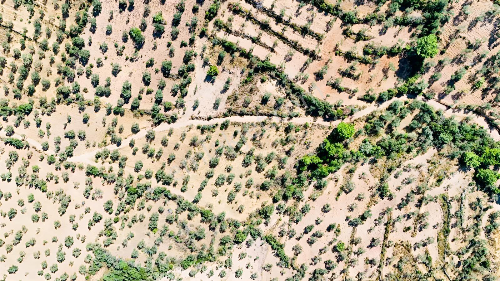 Koçerlerden Pelitköyde Deniz Manzaralı 8500m2 Zeytinlik — fotoğraf 13