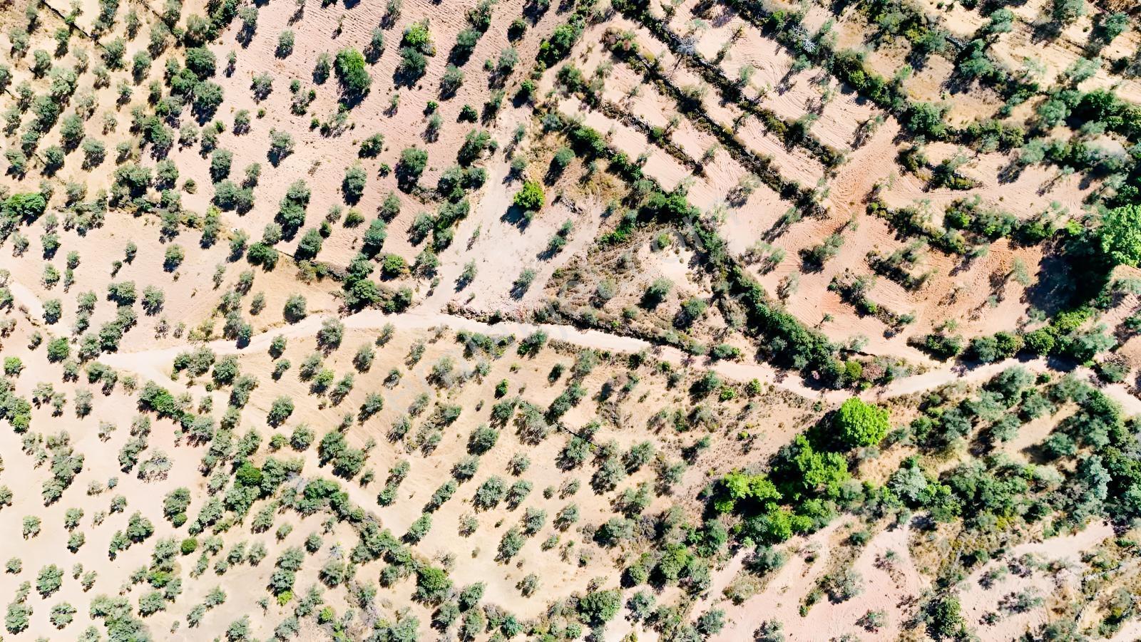 Koçerlerden Pelitköyde Deniz Manzaralı 8500m2 Zeytinlik — fotoğraf 14
