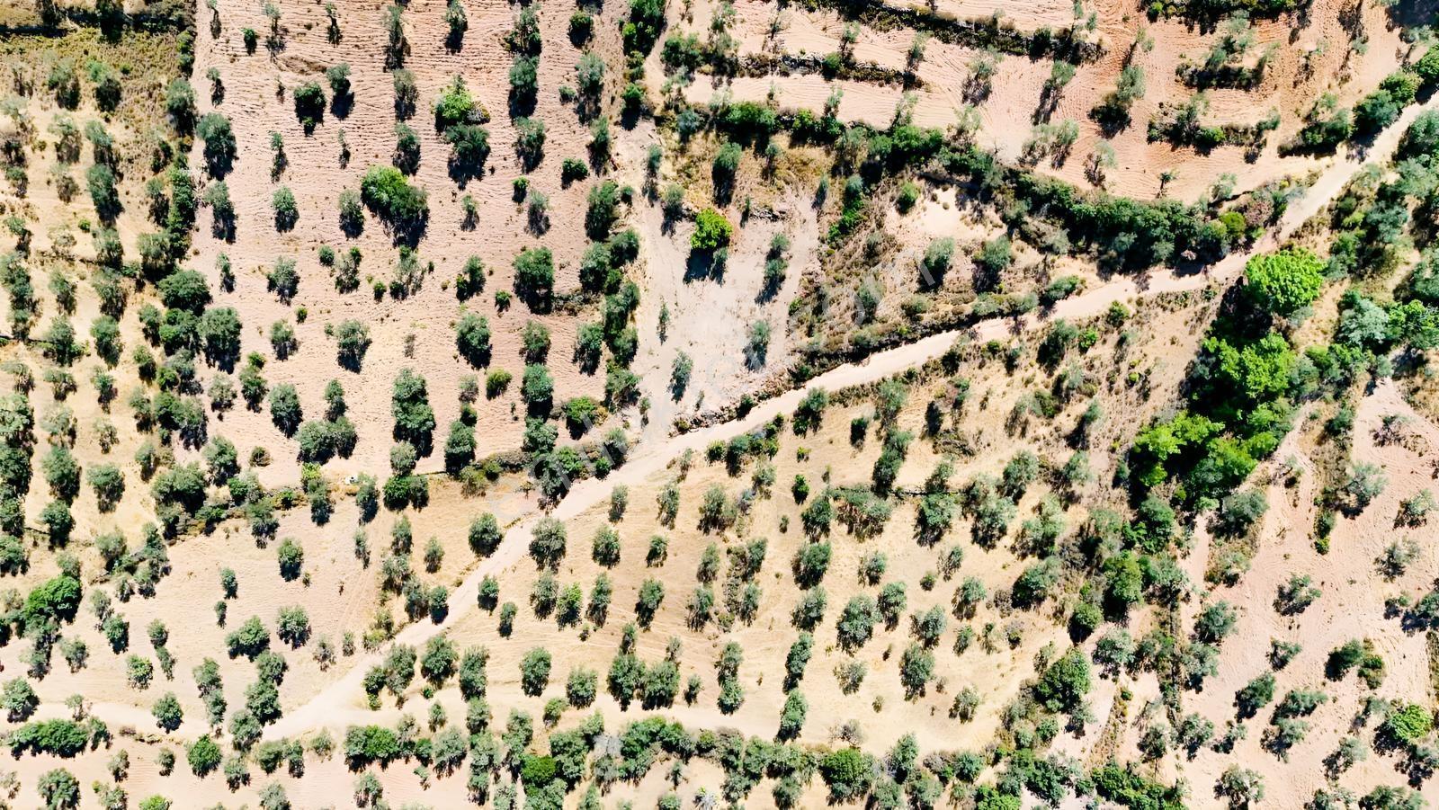 Koçerlerden Pelitköyde Deniz Manzaralı 8500m2 Zeytinlik — fotoğraf 15