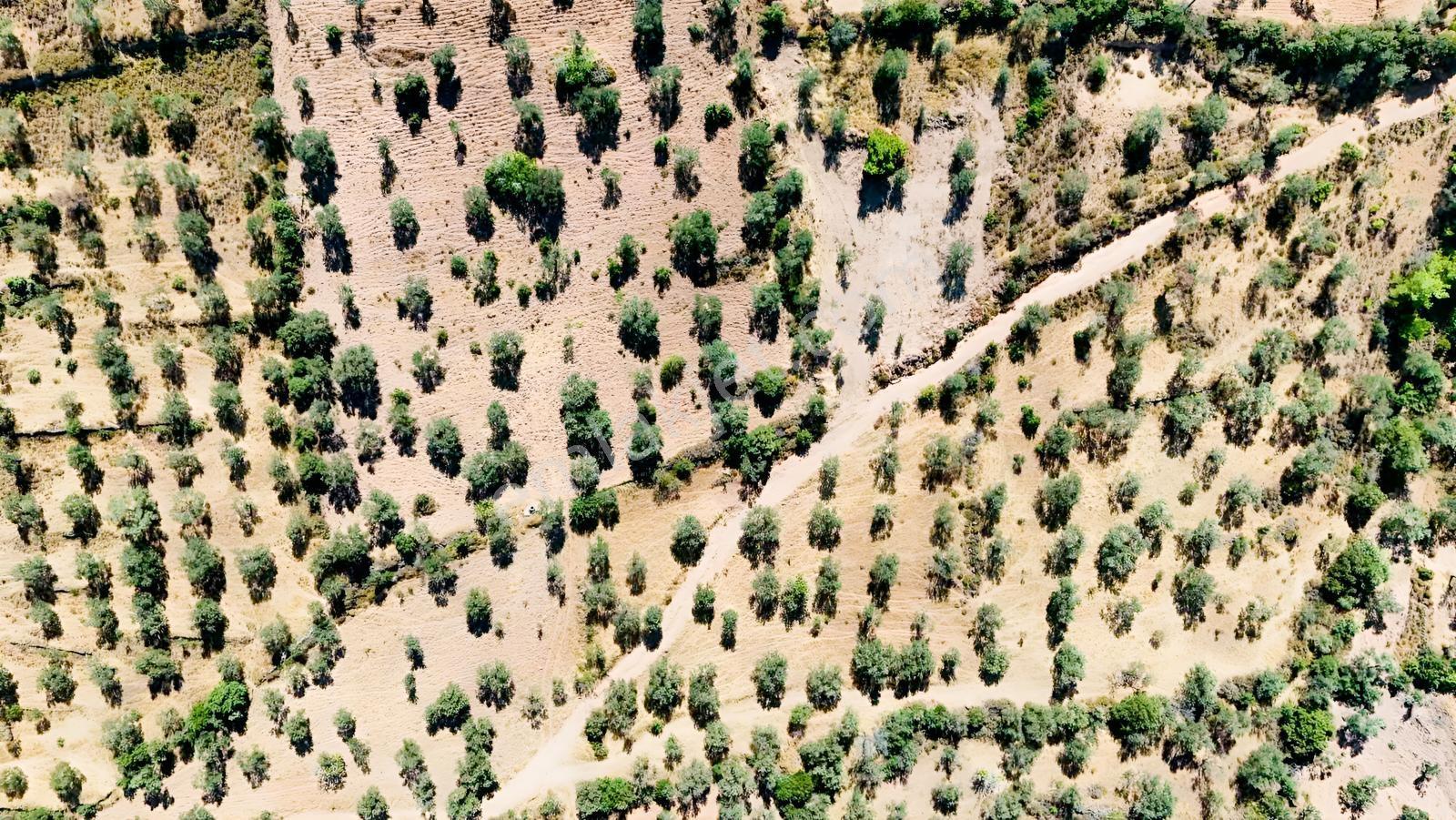 Koçerlerden Pelitköyde Deniz Manzaralı 8500m2 Zeytinlik — fotoğraf 16