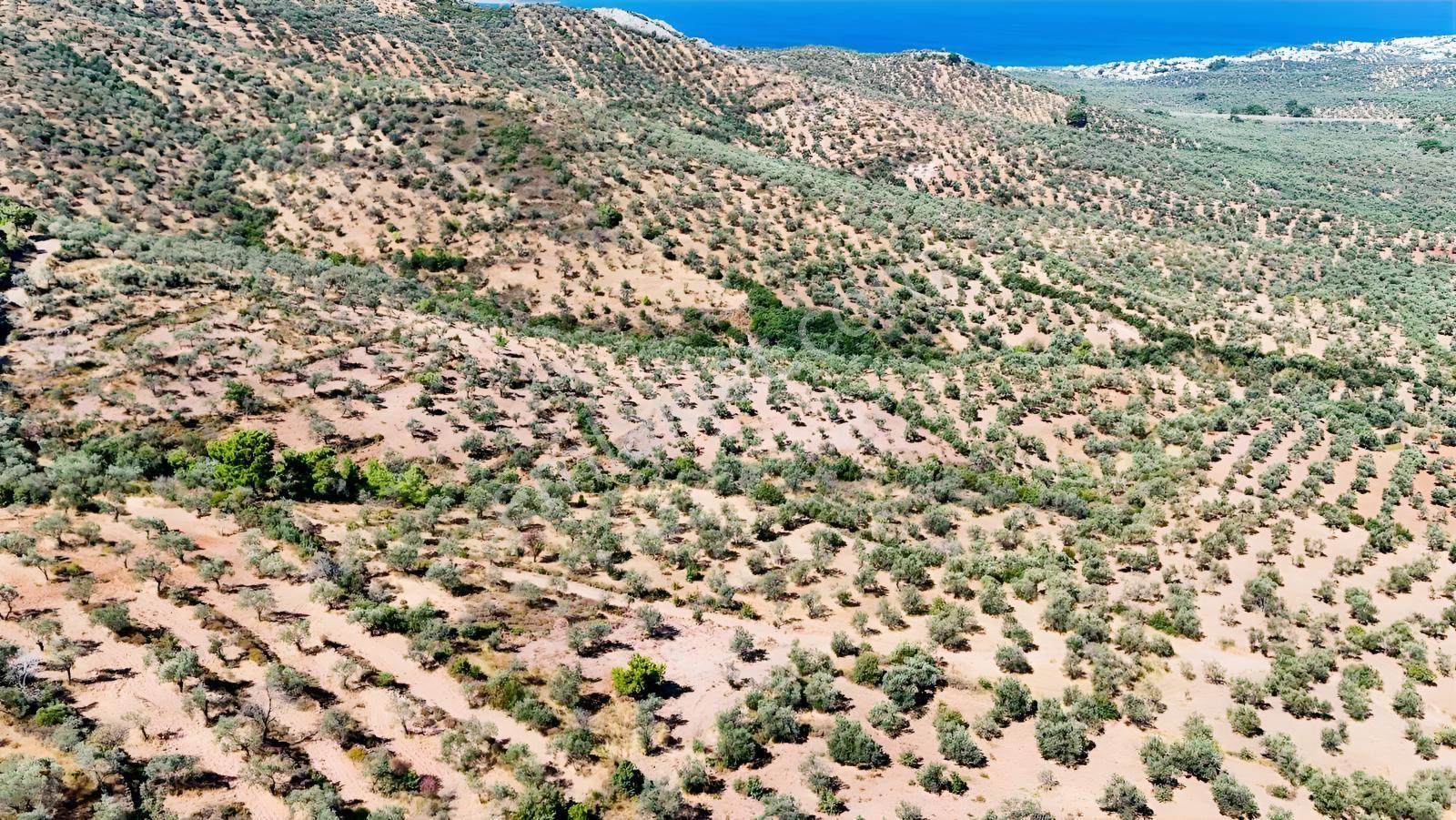 Koçerlerden Pelitköyde Deniz Manzaralı 8500m2 Zeytinlik — fotoğraf 17