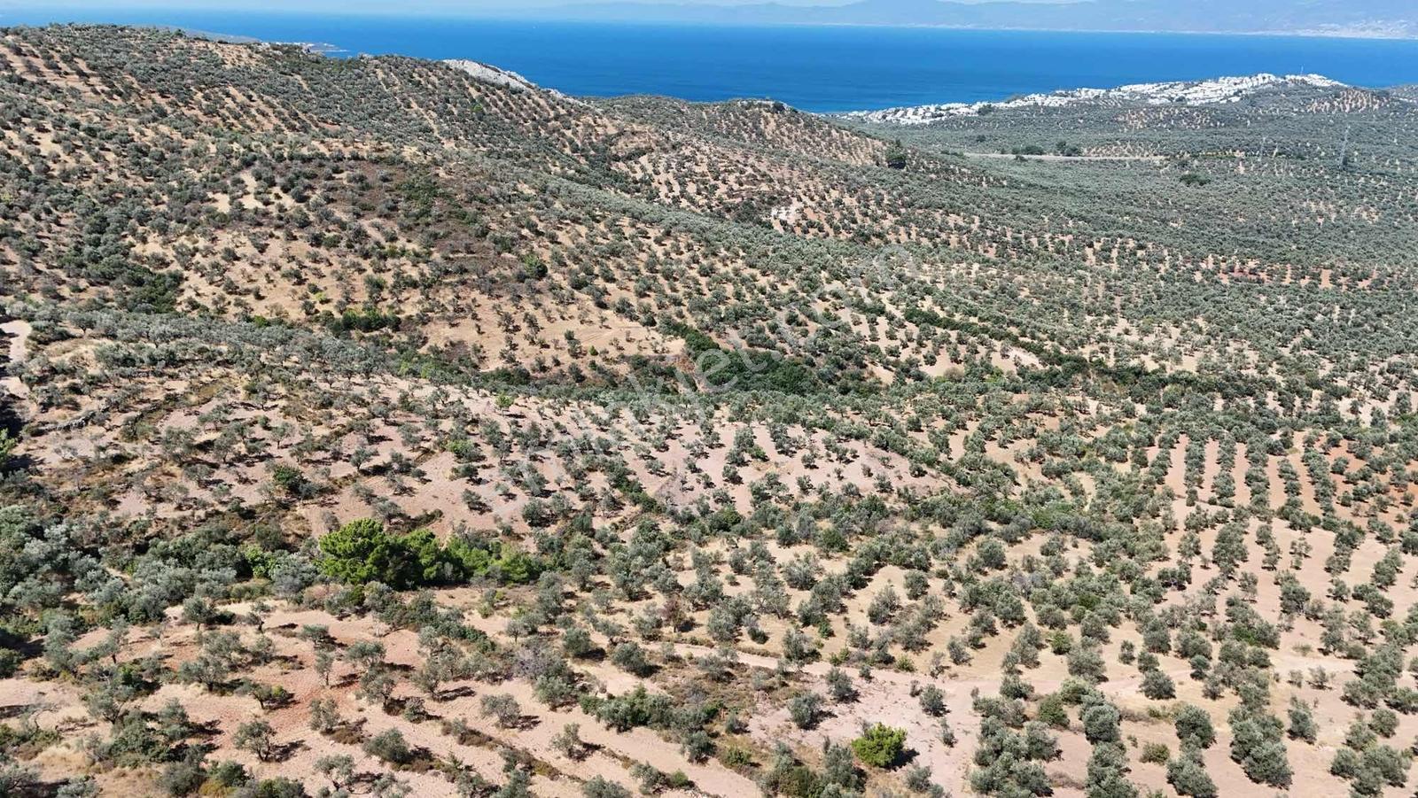 Koçerlerden Pelitköyde Deniz Manzaralı 8500m2 Zeytinlik — fotoğraf 18