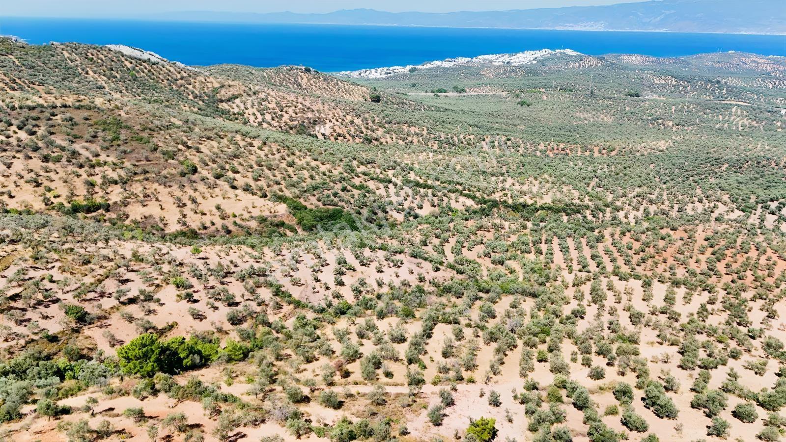 Koçerlerden Pelitköyde Deniz Manzaralı 8500m2 Zeytinlik — fotoğraf 19