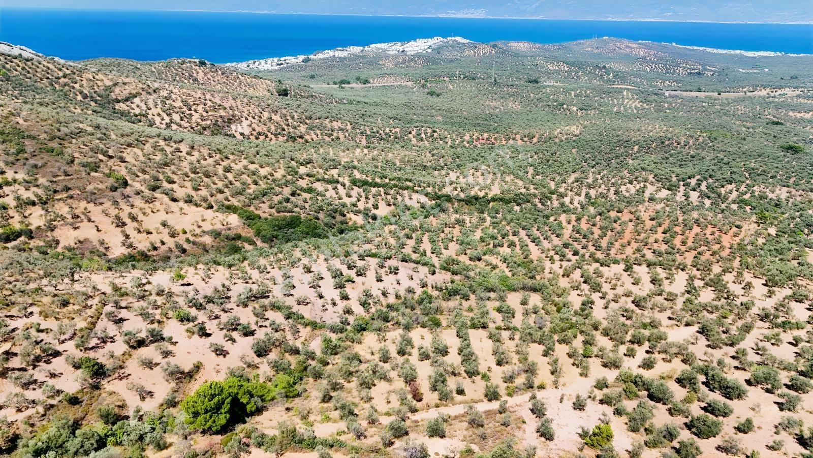 Koçerlerden Pelitköyde Deniz Manzaralı 8500m2 Zeytinlik — fotoğraf 20