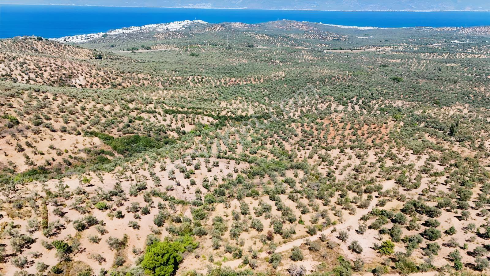 Koçerlerden Pelitköyde Deniz Manzaralı 8500m2 Zeytinlik — fotoğraf 21