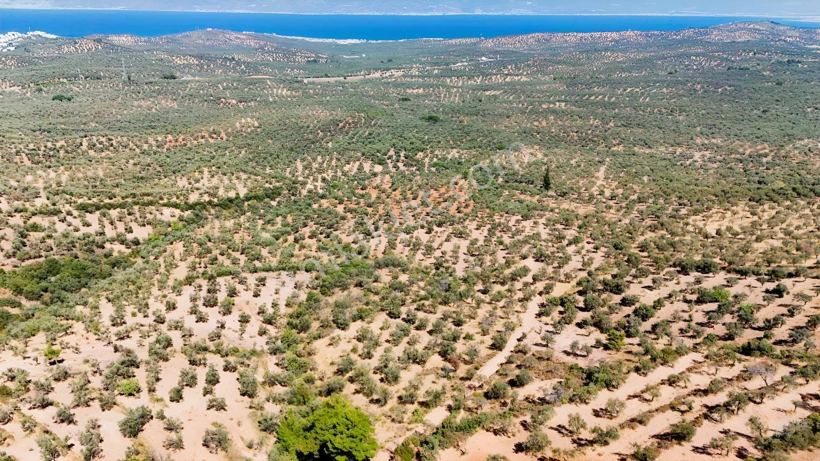 Koçerlerden Pelitköyde Deniz Manzaralı 8500m2 Zeytinlik — fotoğraf 22