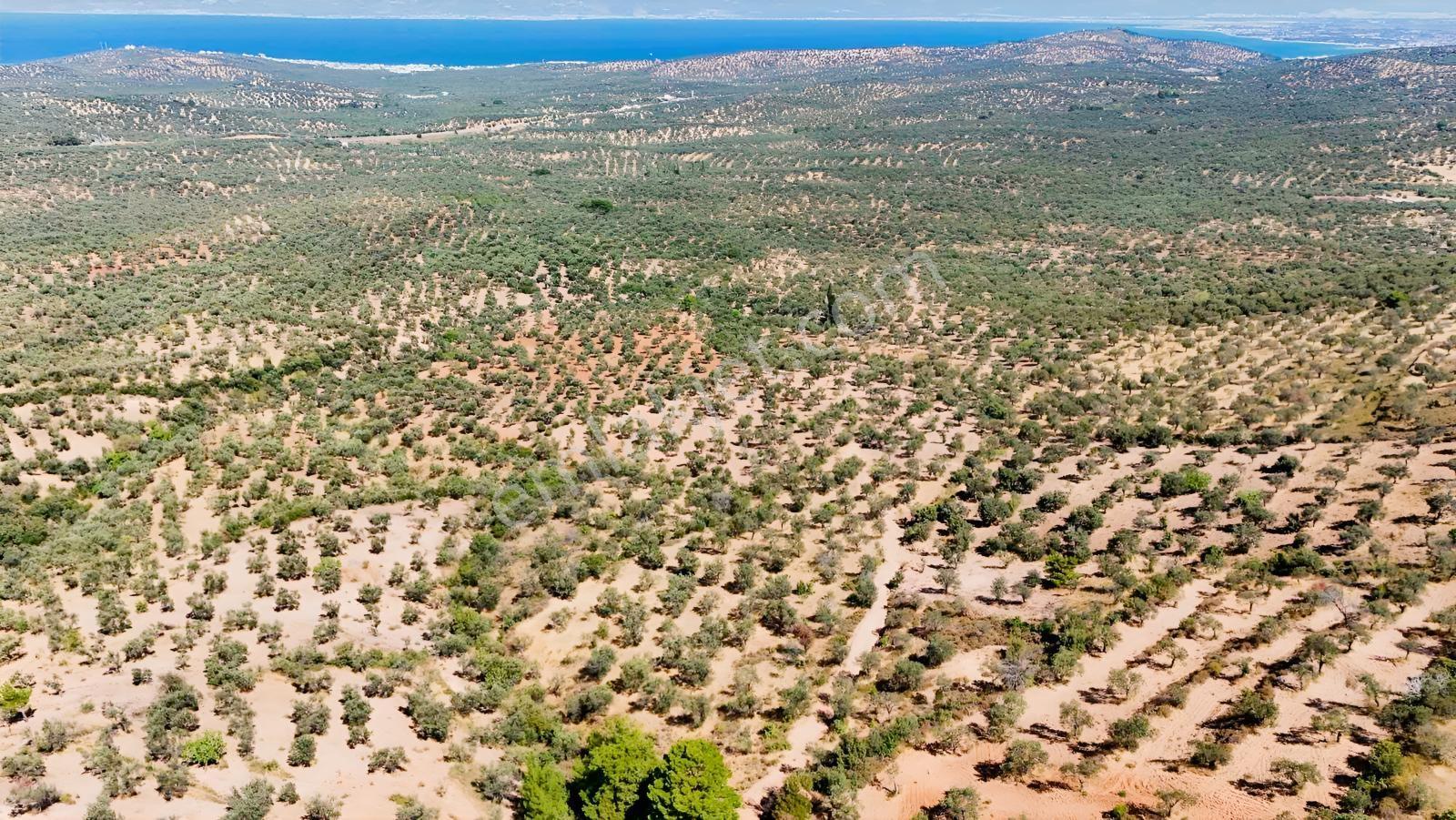 Koçerlerden Pelitköyde Deniz Manzaralı 8500m2 Zeytinlik — fotoğraf 23