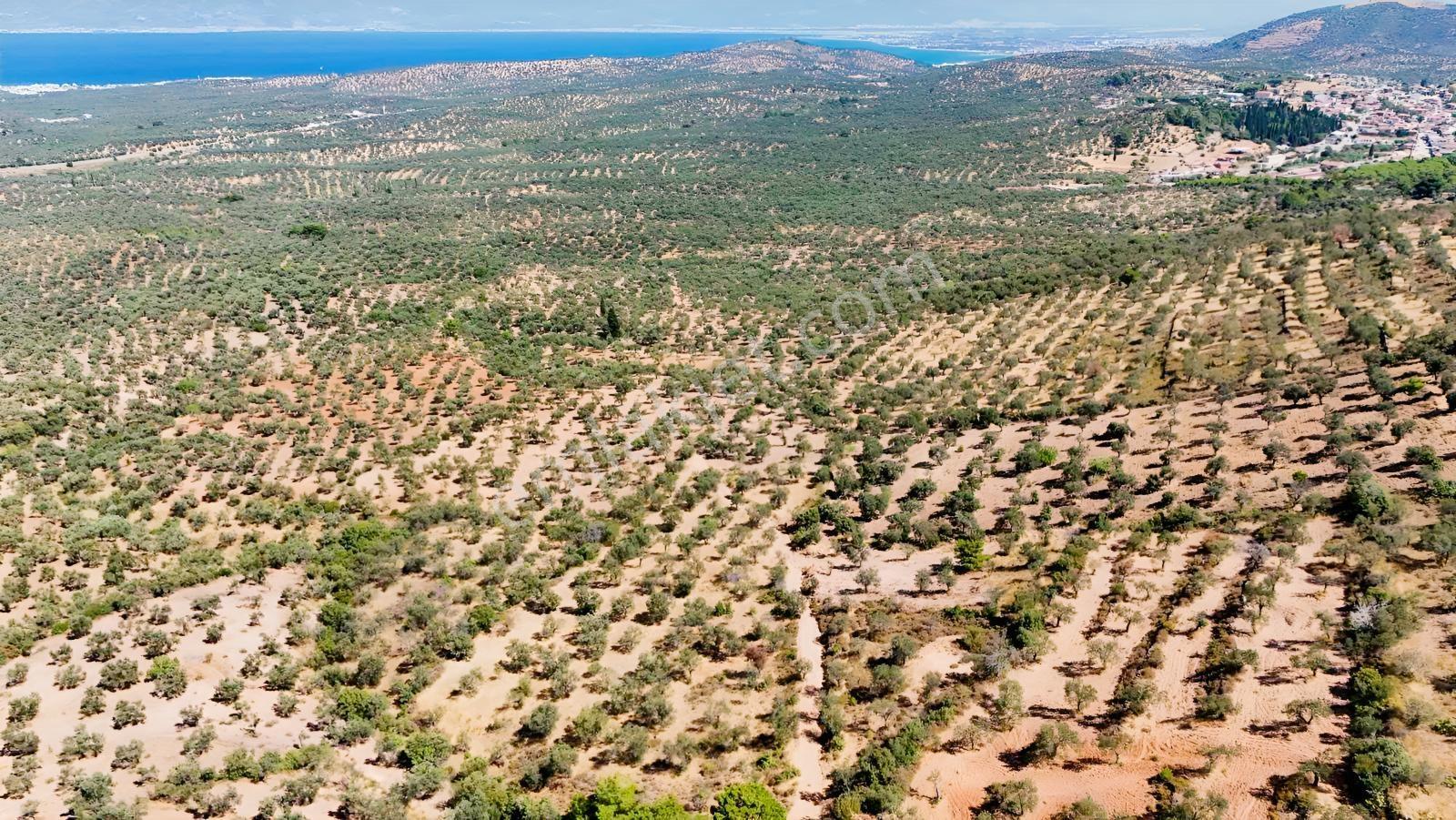 Koçerlerden Pelitköyde Deniz Manzaralı 8500m2 Zeytinlik — fotoğraf 24
