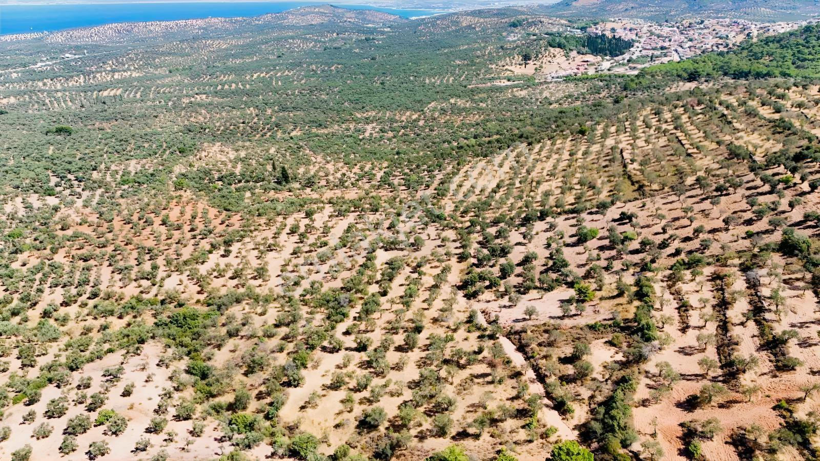 Koçerlerden Pelitköyde Deniz Manzaralı 8500m2 Zeytinlik — fotoğraf 25