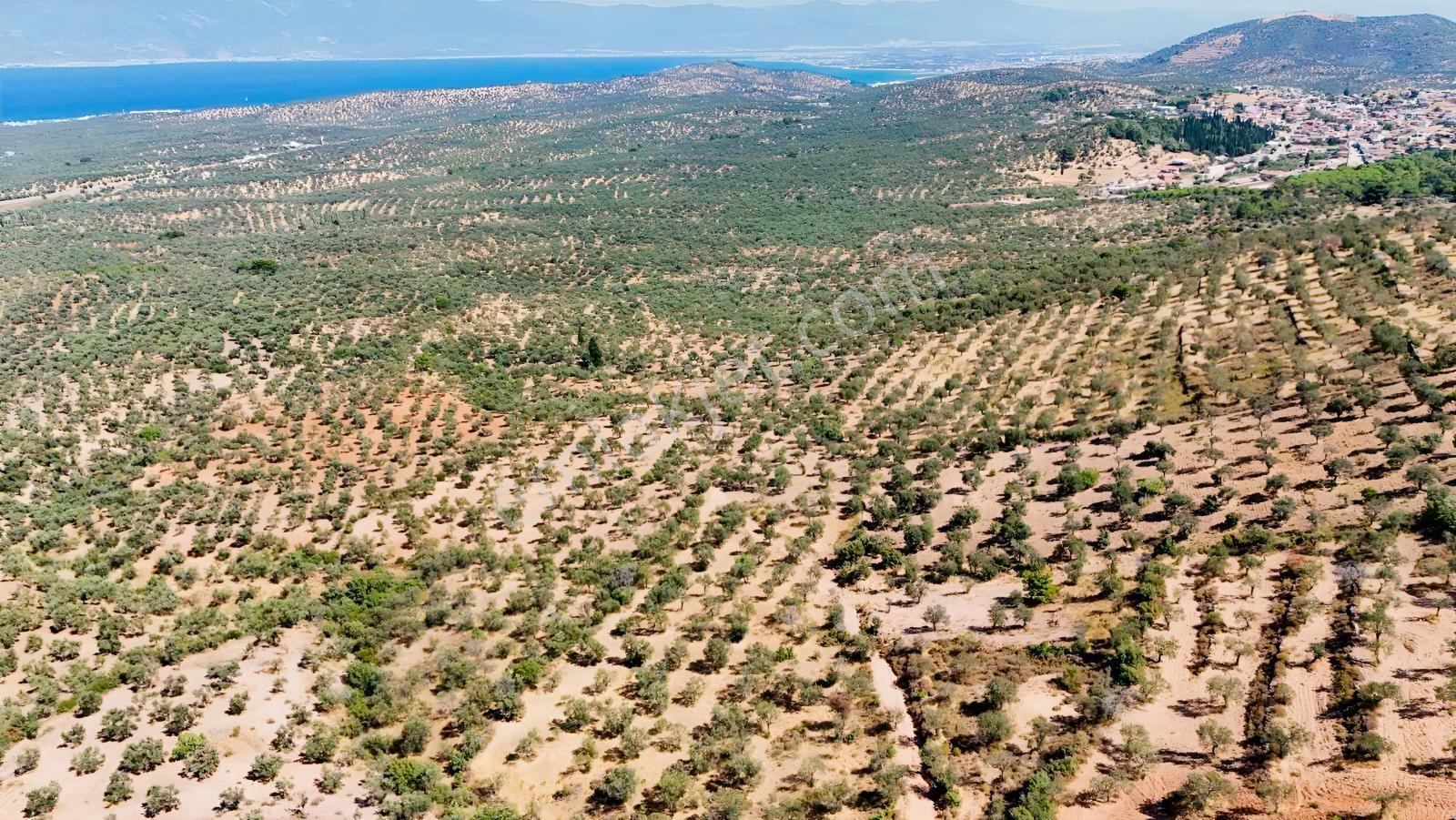 Koçerlerden Pelitköyde Deniz Manzaralı 8500m2 Zeytinlik — fotoğraf 26