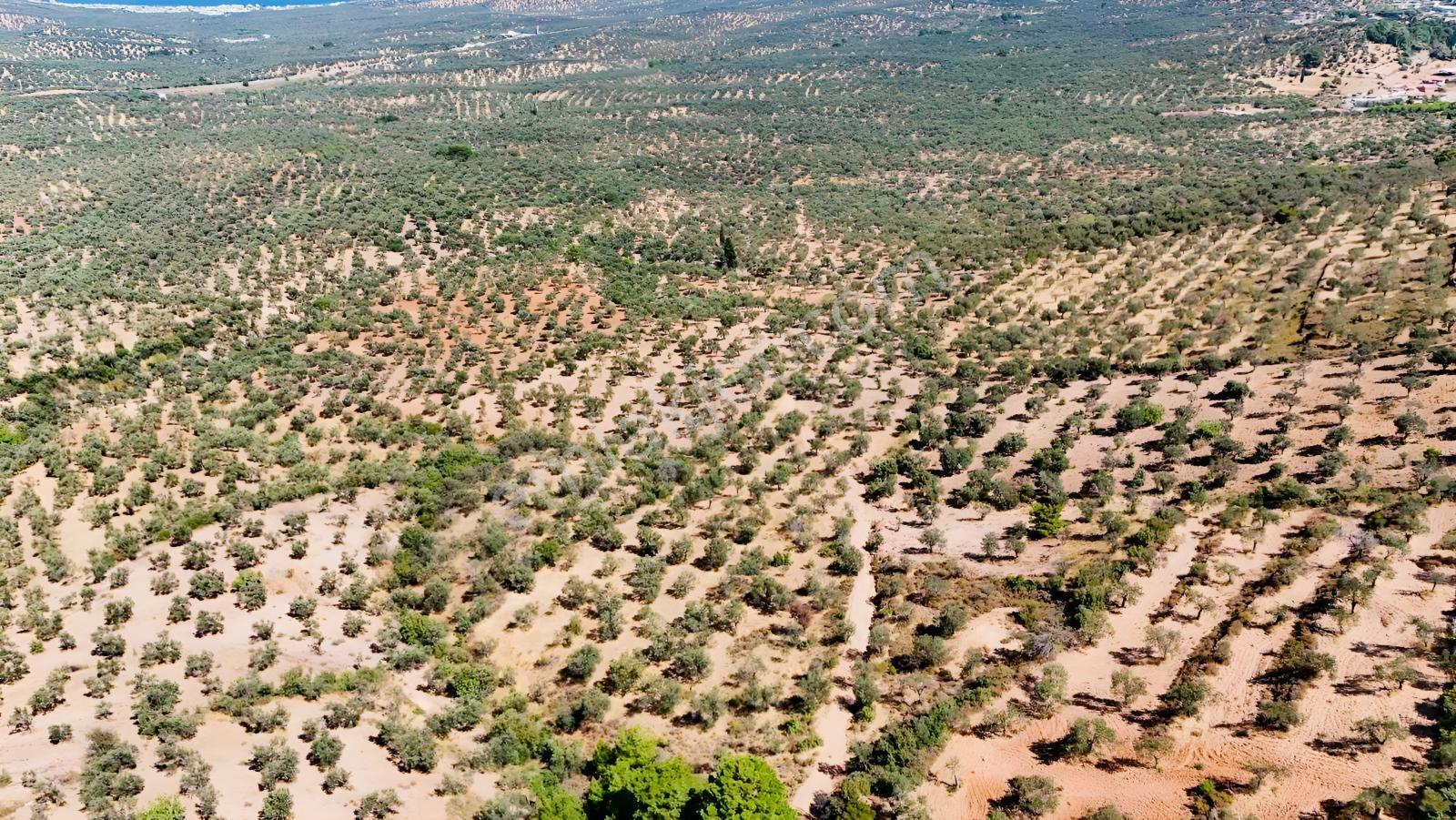 Koçerlerden Pelitköyde Deniz Manzaralı 8500m2 Zeytinlik — fotoğraf 27