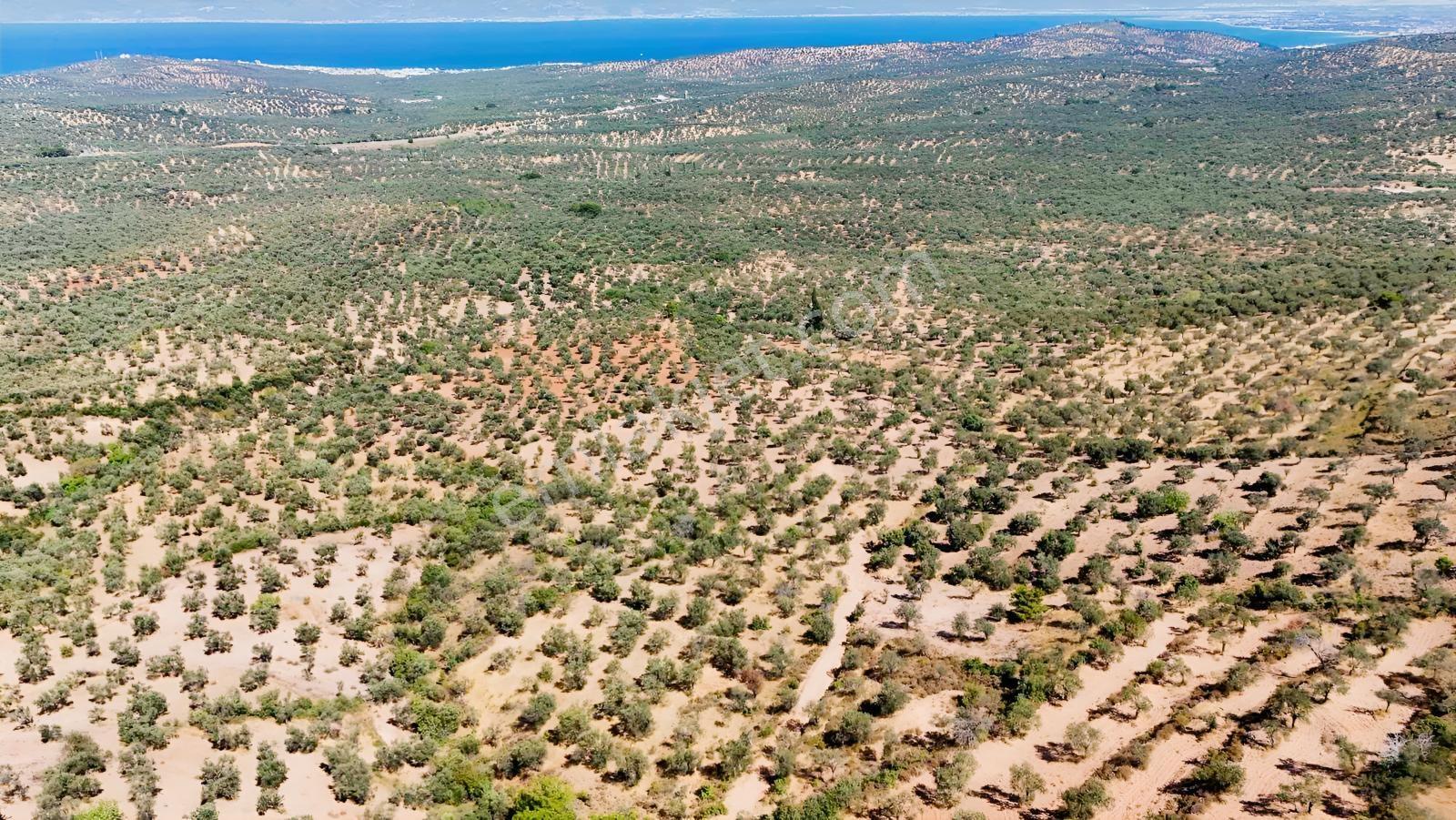 Koçerlerden Pelitköyde Deniz Manzaralı 8500m2 Zeytinlik — fotoğraf 28