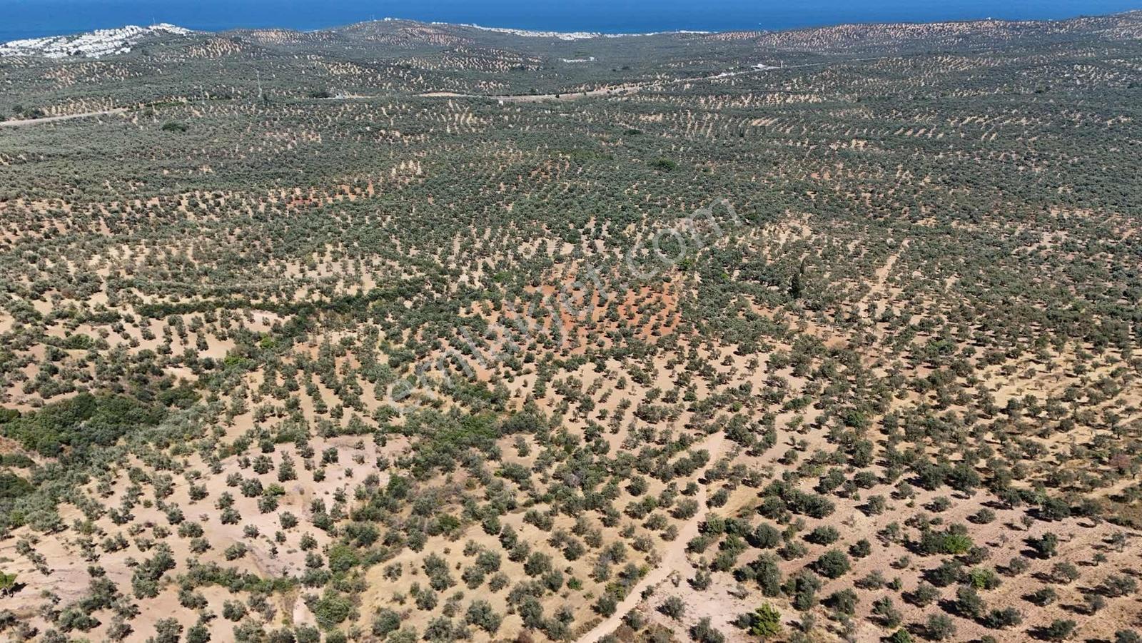 Koçerlerden Pelitköyde Deniz Manzaralı 8500m2 Zeytinlik — fotoğraf 29