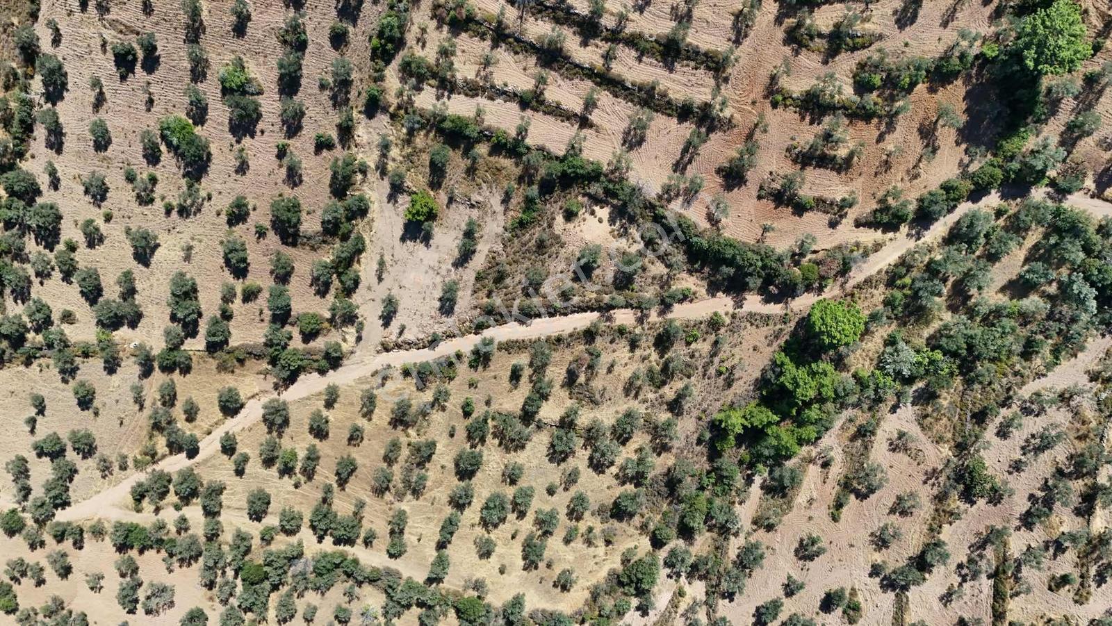 Koçerlerden Pelitköyde Deniz Manzaralı 8500m2 Zeytinlik — fotoğraf 30