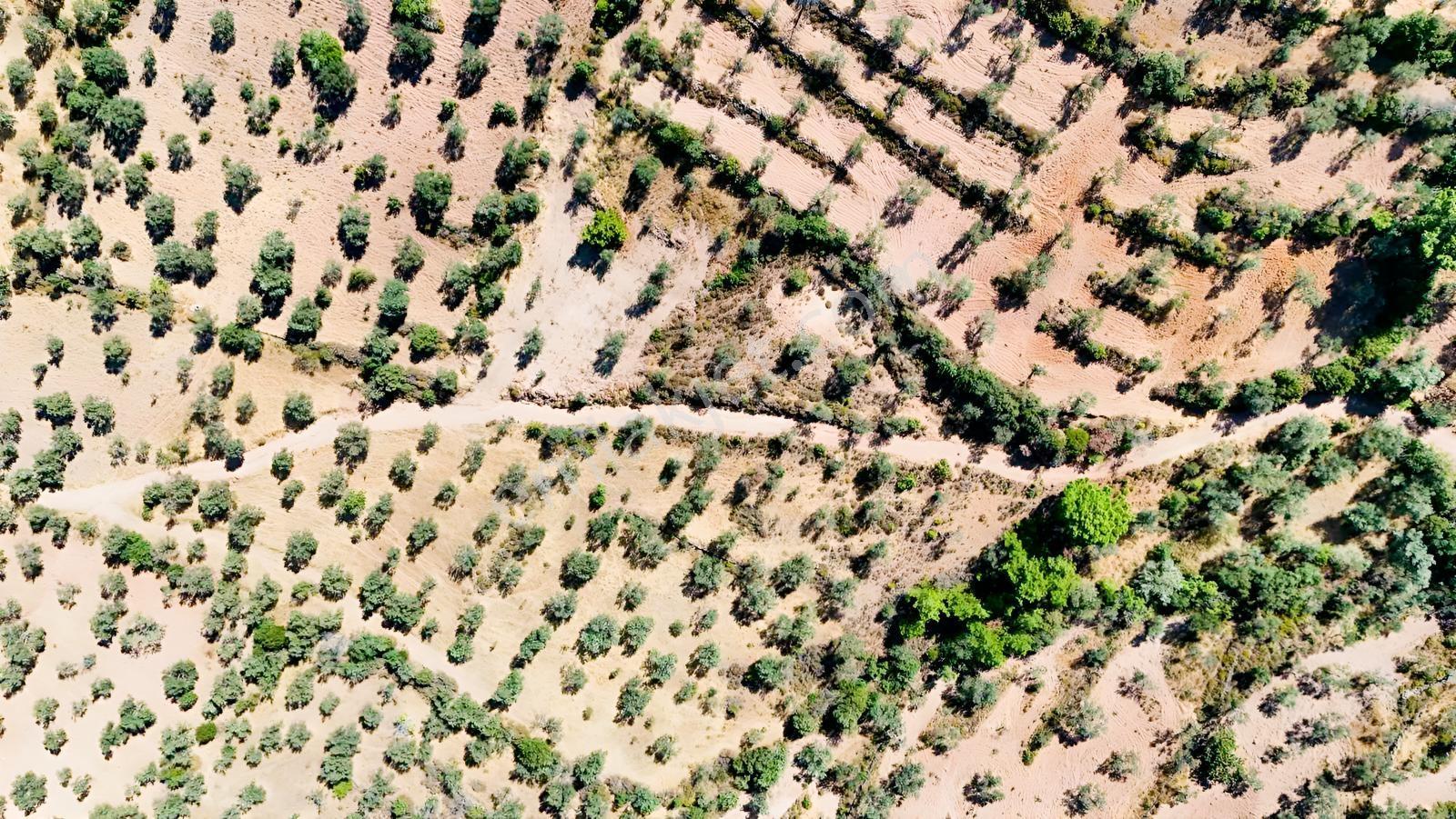 Koçerlerden Pelitköyde Deniz Manzaralı 8500m2 Zeytinlik — fotoğraf 31