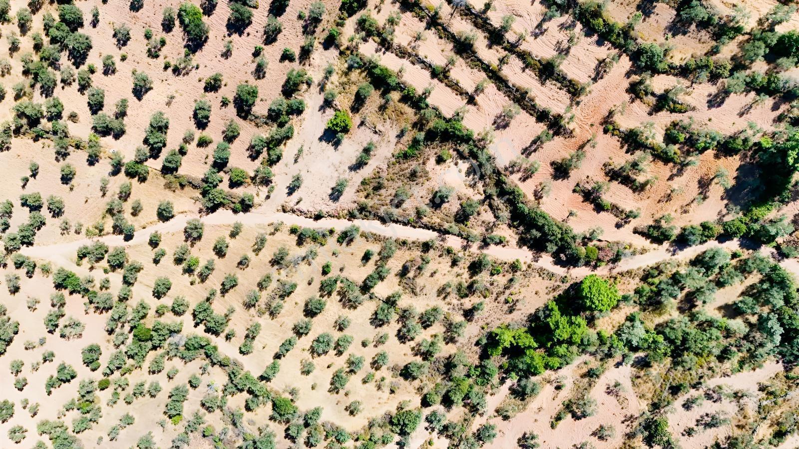Koçerlerden Pelitköyde Deniz Manzaralı 8500m2 Zeytinlik — fotoğraf 32