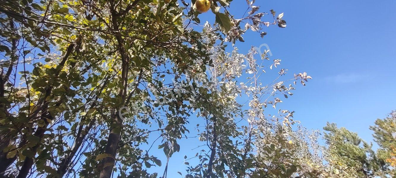 Çameli Kınıkyerinde Bu Fiyata Kaçırılmayacak Tarla — fotoğraf 6