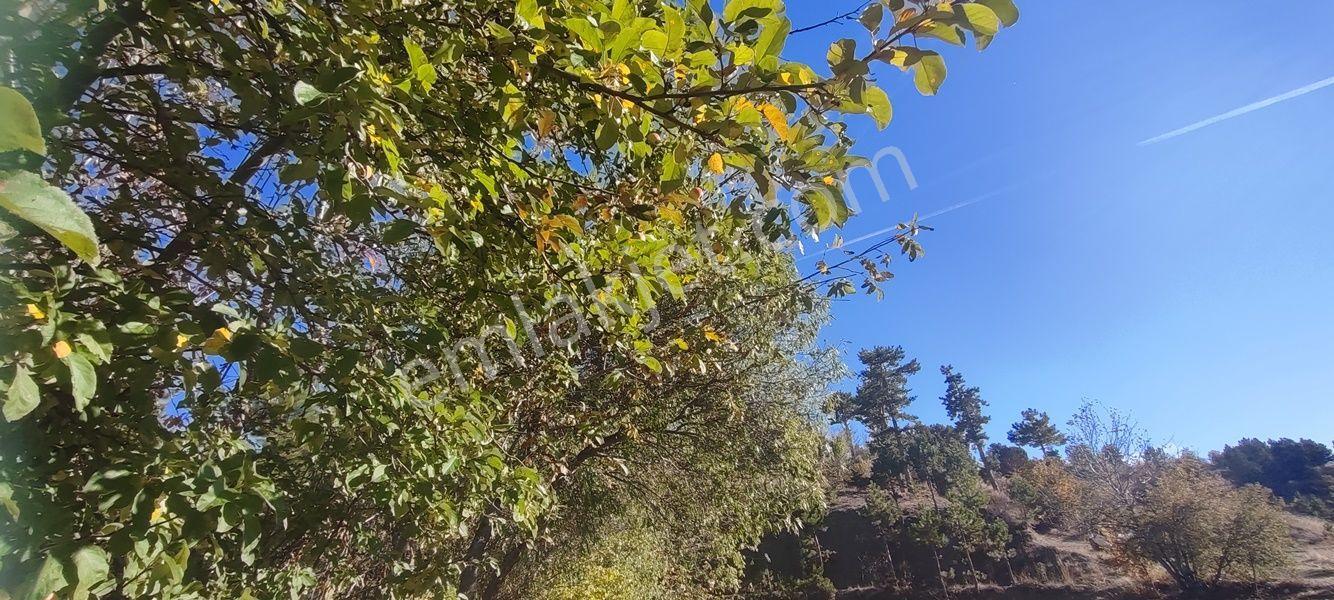Çameli Kınıkyerinde Bu Fiyata Kaçırılmayacak Tarla — fotoğraf 10