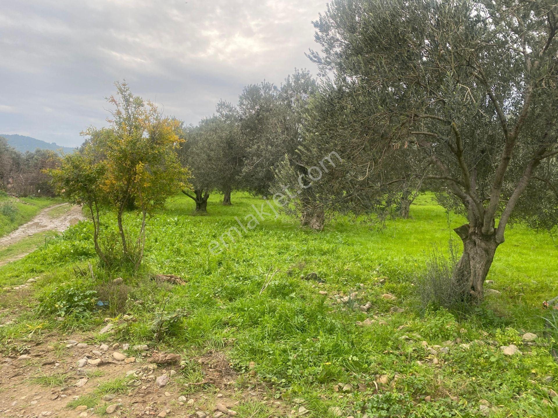 Mera Emlaktan Burhaniye Yunus 100binlik İmarda 5.478m2 Zeytinlik — fotoğraf 6