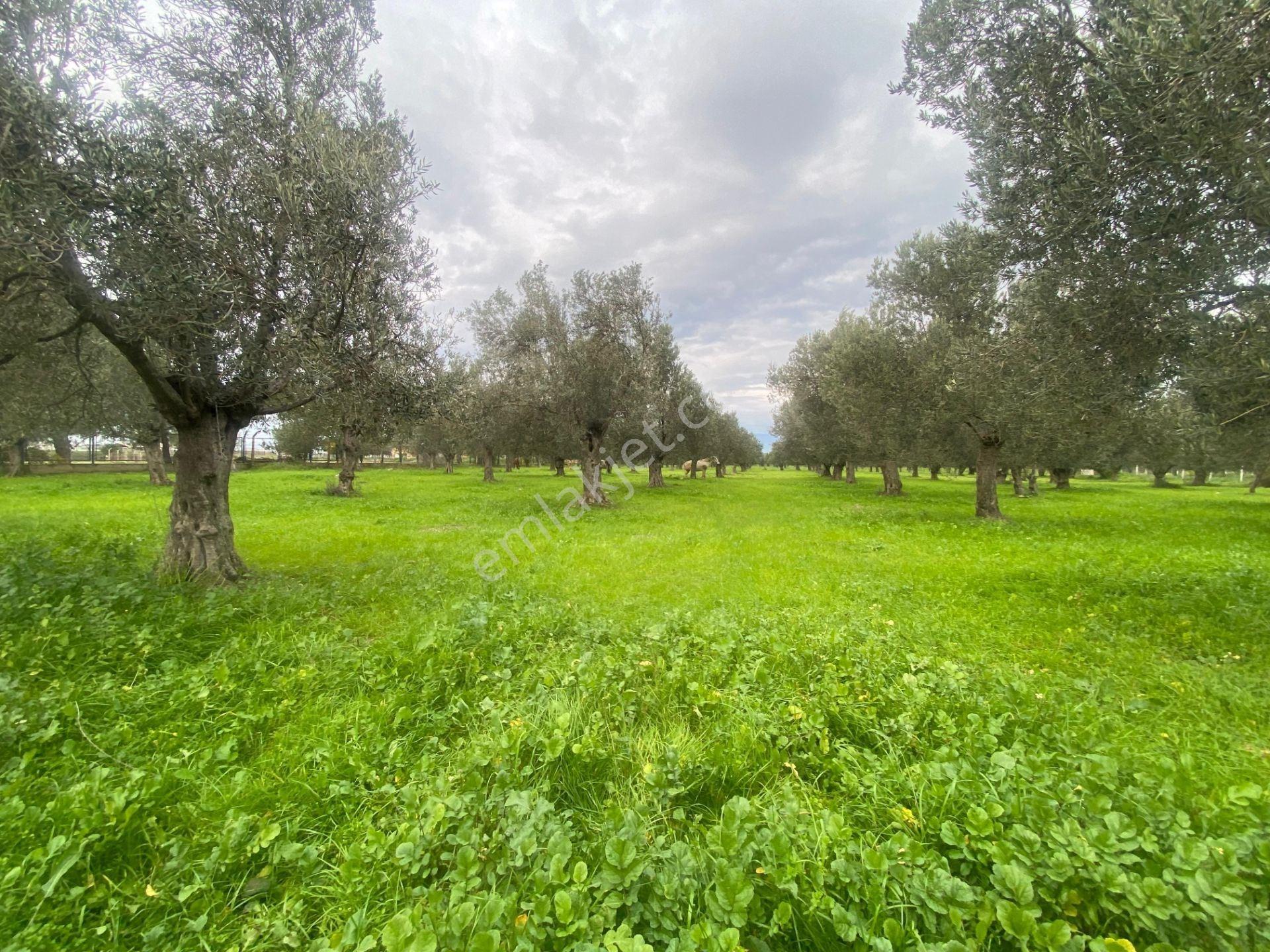Mera Emlaktan Burhaniye Yunus 100binlik İmarda 5.478m2 Zeytinlik — fotoğraf 8
