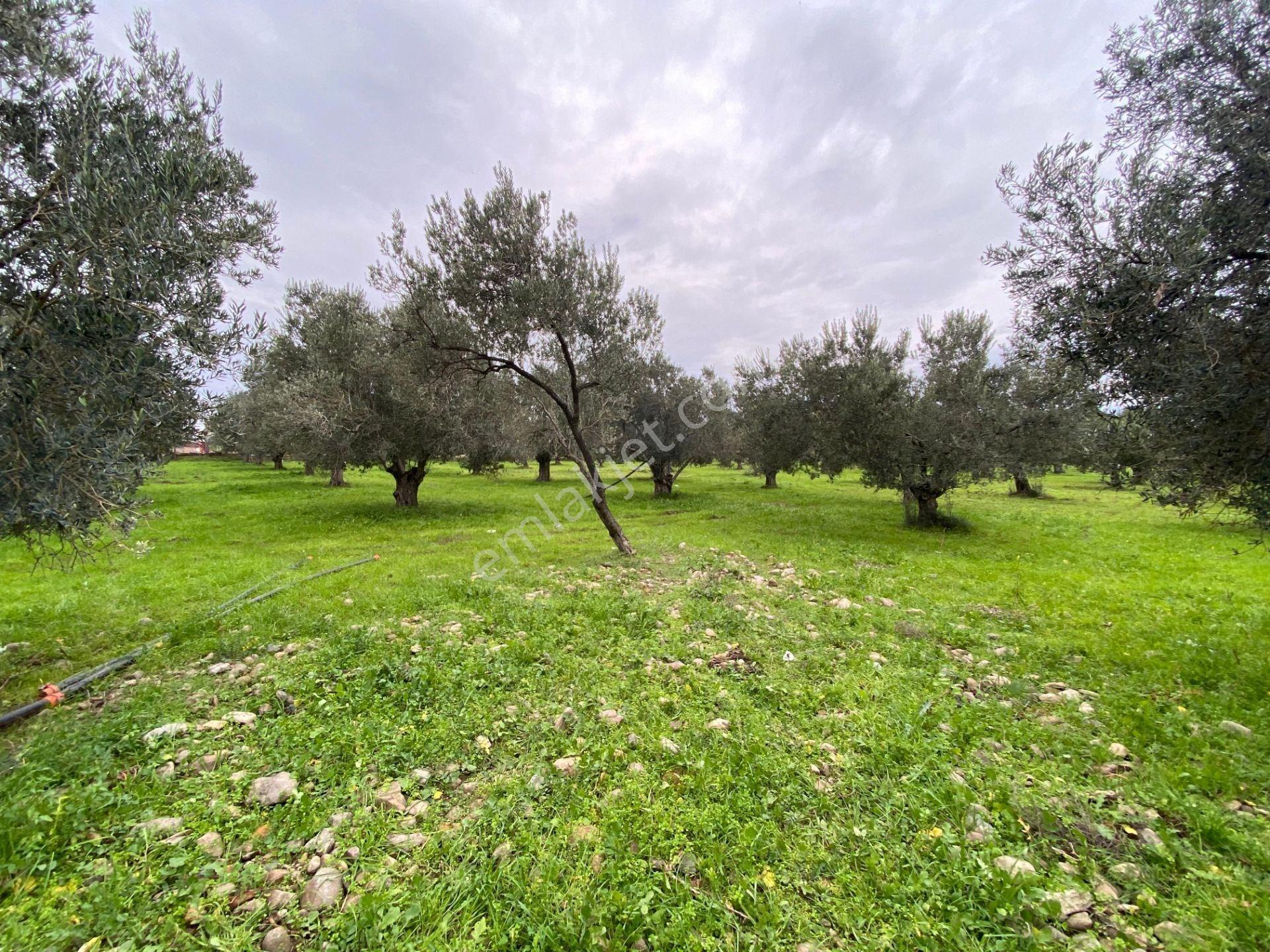 Mera Emlaktan Burhaniye Yunus 100binlik İmarda 5.478m2 Zeytinlik — fotoğraf 9