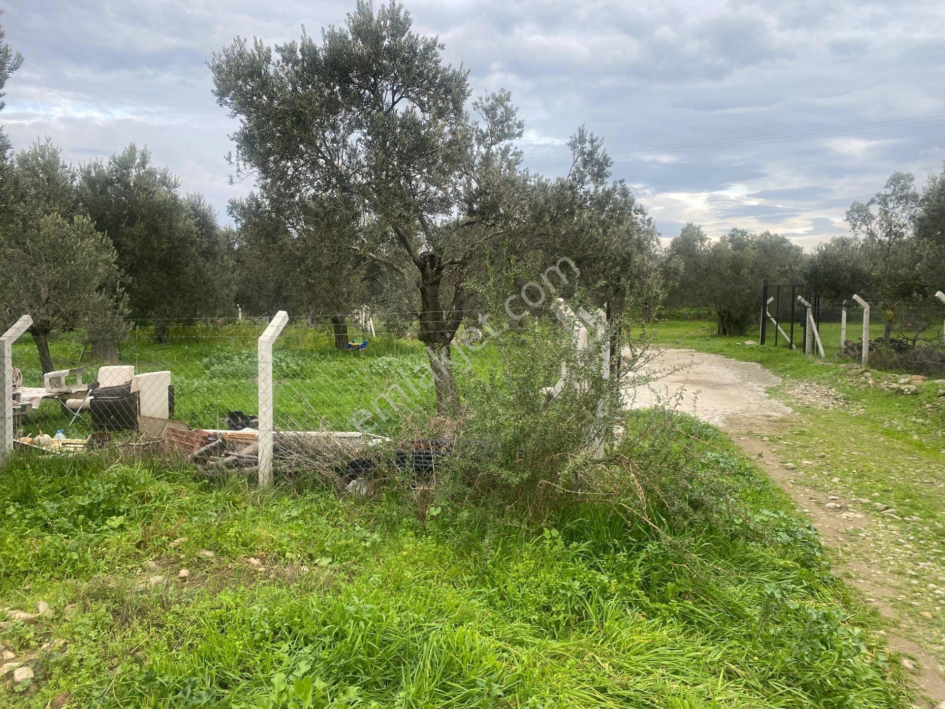 Mera Emlaktan Burhaniye Yunus 100binlik İmarda 5.478m2 Zeytinlik — fotoğraf 10