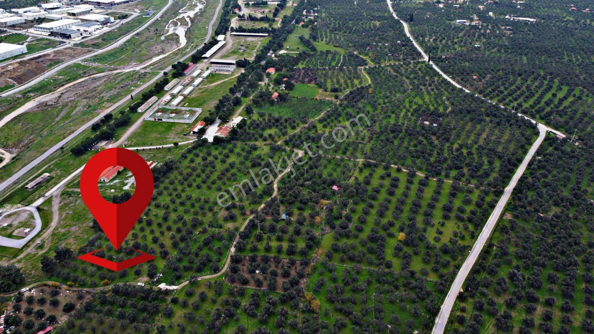 Mera Emlaktan Burhaniye Yunus 100binlik İmarda 5.478m2 Zeytinlik — fotoğraf 13