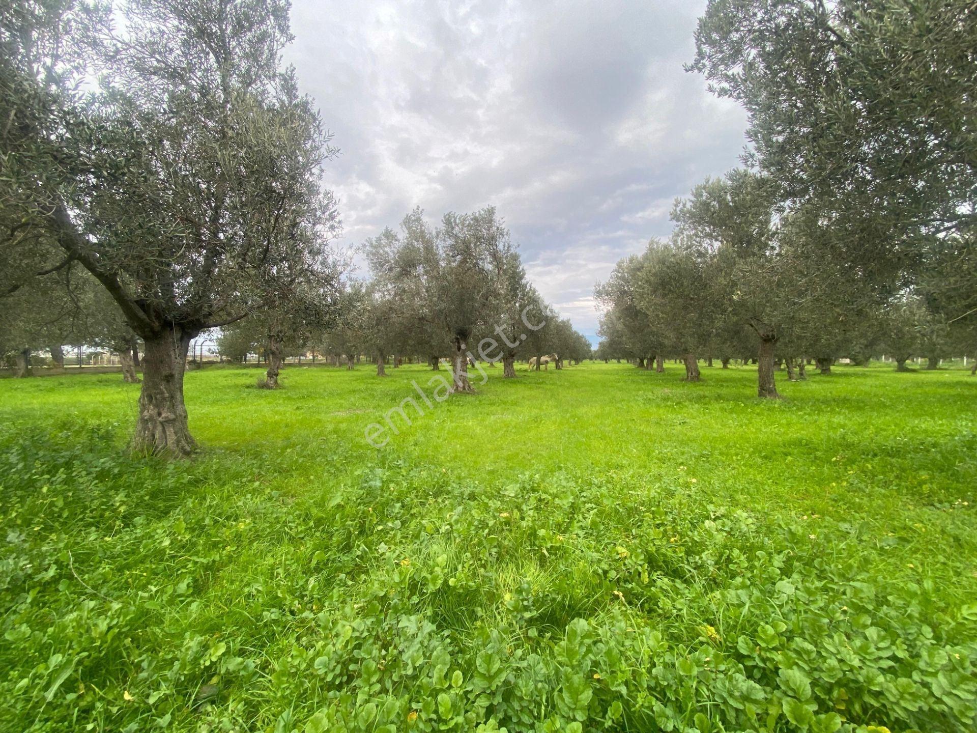 Mera Emlaktan Burhaniye Yunus 100binlik İmarda 5.478m2 Zeytinlik — fotoğraf 14