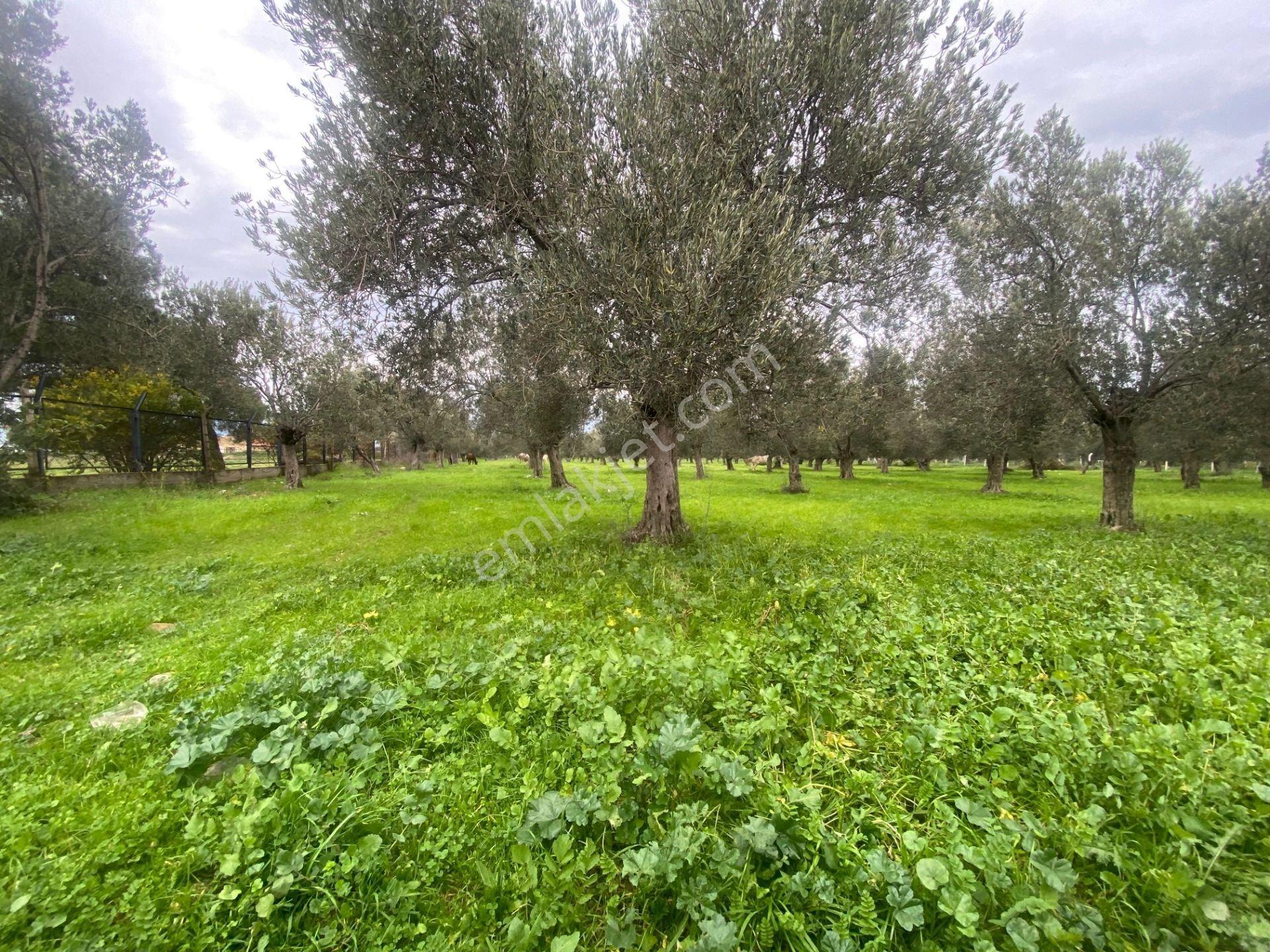 Mera Emlaktan Burhaniye Yunus 100binlik İmarda 5.478m2 Zeytinlik — fotoğraf 15