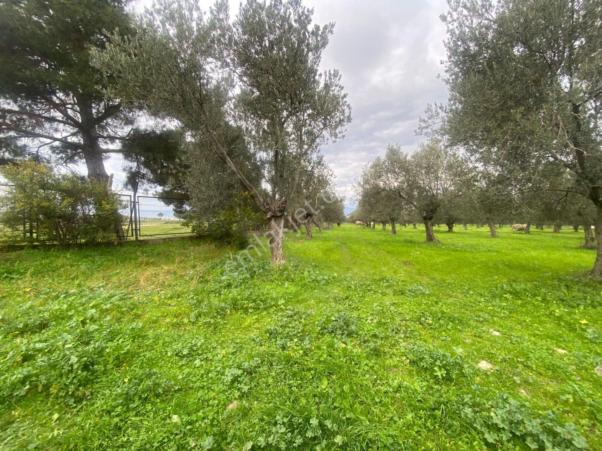Mera Emlaktan Burhaniye Yunus 100binlik İmarda 5.478m2 Zeytinlik — fotoğraf 17