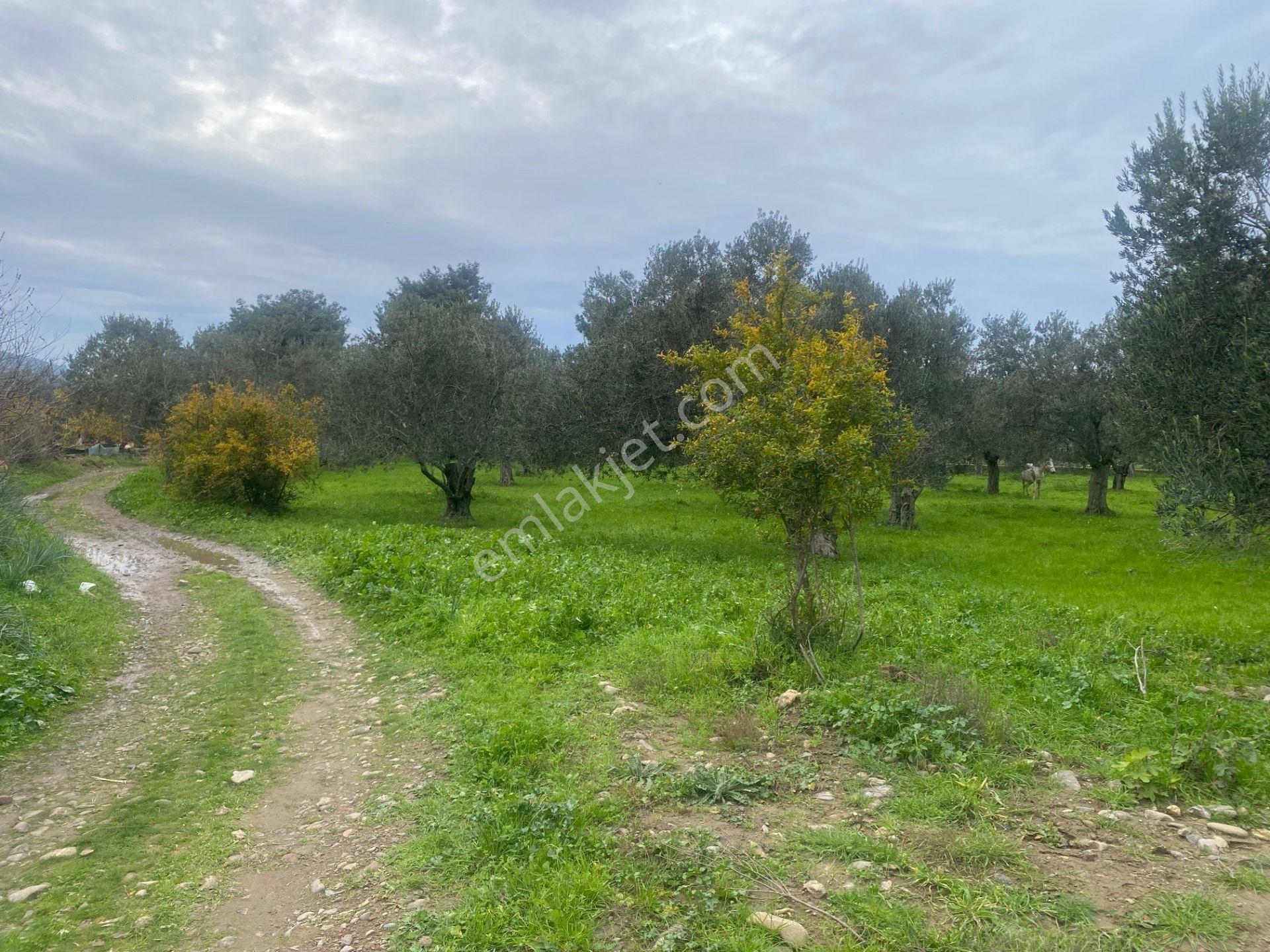 Mera Emlaktan Burhaniye Yunus 100binlik İmarda 5.478m2 Zeytinlik — fotoğraf 18