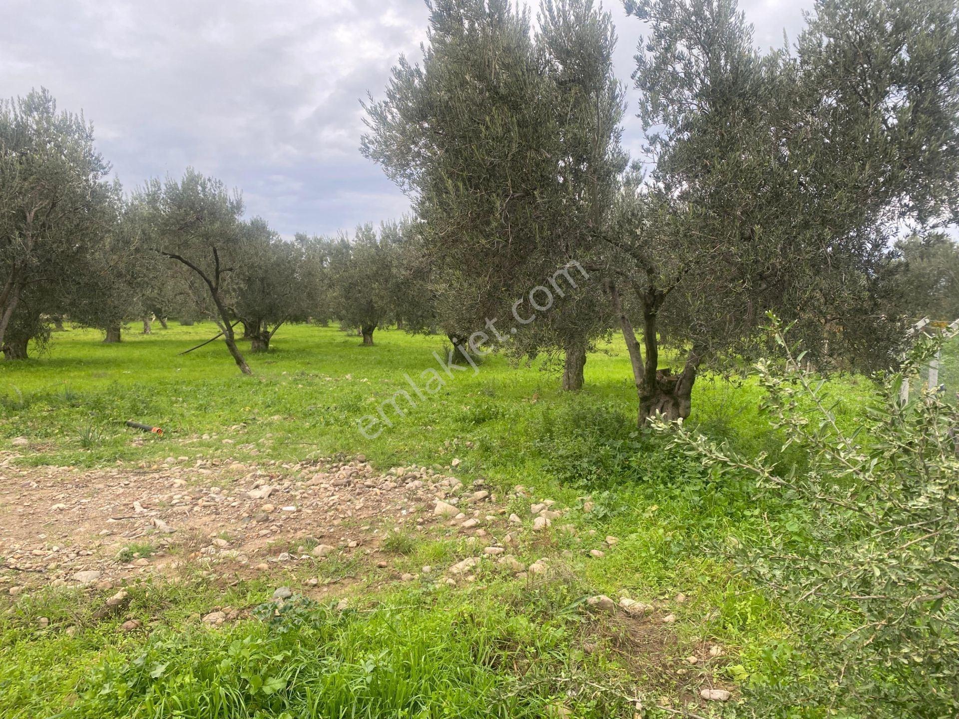 Mera Emlaktan Burhaniye Yunus 100binlik İmarda 5.478m2 Zeytinlik — fotoğraf 19