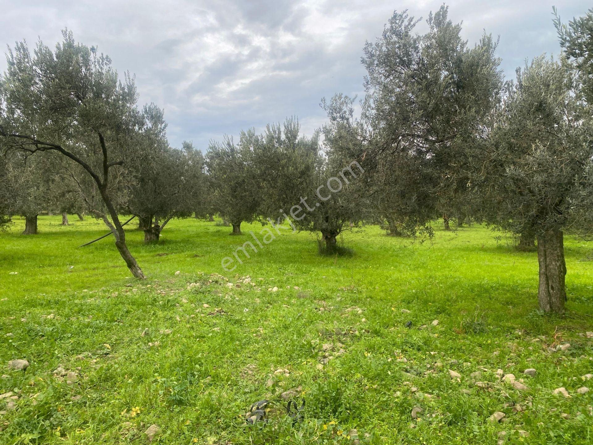Mera Emlaktan Burhaniye Yunus 100binlik İmarda 5.478m2 Zeytinlik — fotoğraf 20