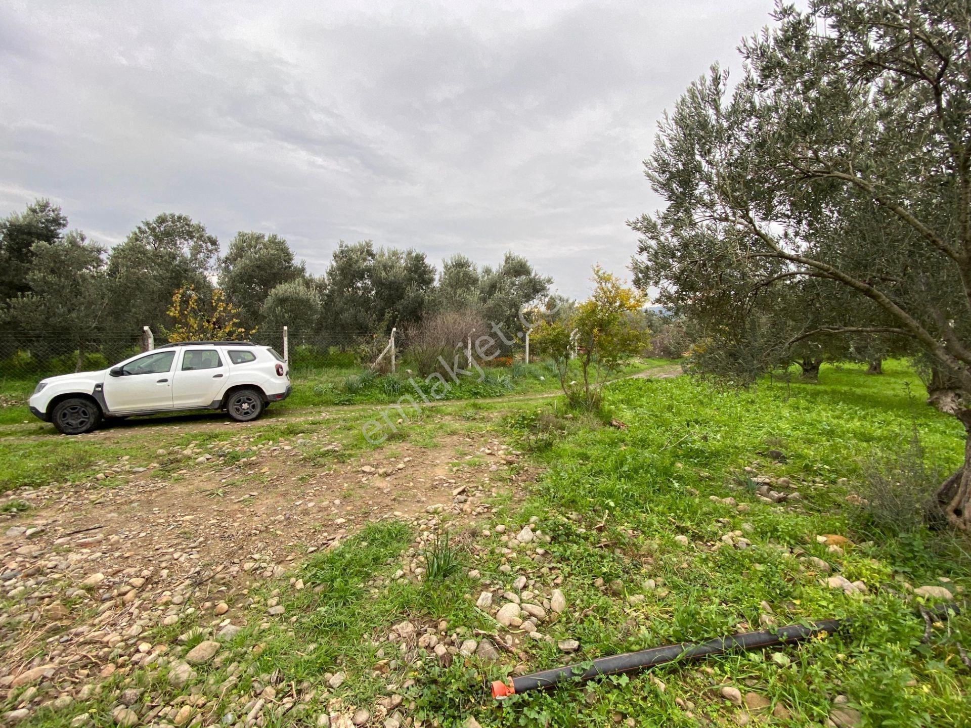Mera Emlaktan Burhaniye Yunus 100binlik İmarda 5.478m2 Zeytinlik — fotoğraf 21