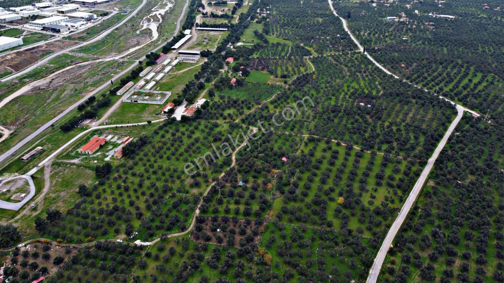 Mera Emlaktan Burhaniye Yunus 100binlik İmarda 5.478m2 Zeytinlik — fotoğraf 23