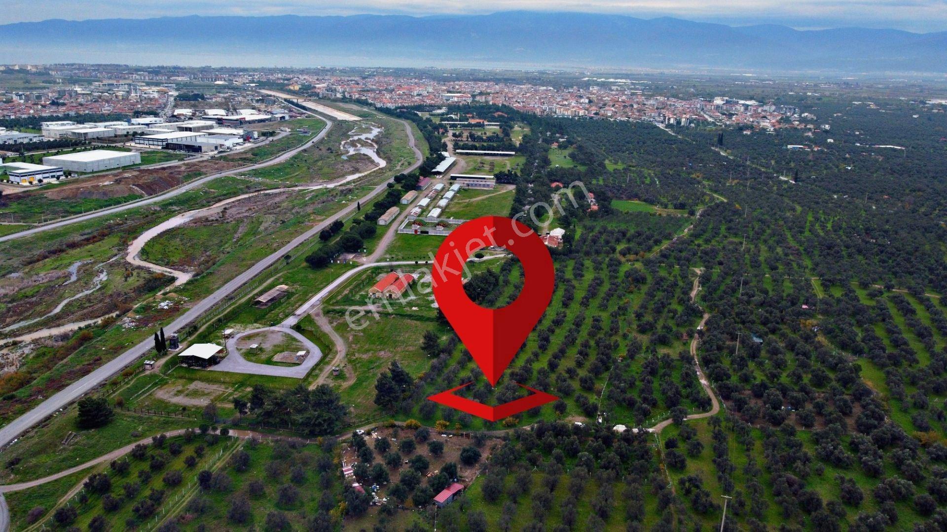 Mera Emlaktan Burhaniye Yunus 100binlik İmarda 5.478m2 Zeytinlik — fotoğraf 25