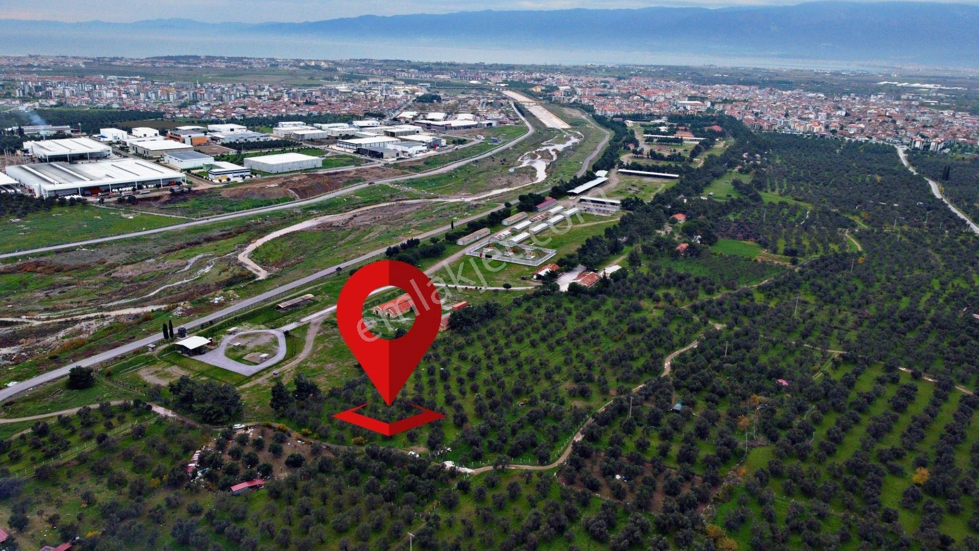 Mera Emlaktan Burhaniye Yunus 100binlik İmarda 5.478m2 Zeytinlik — fotoğraf 27