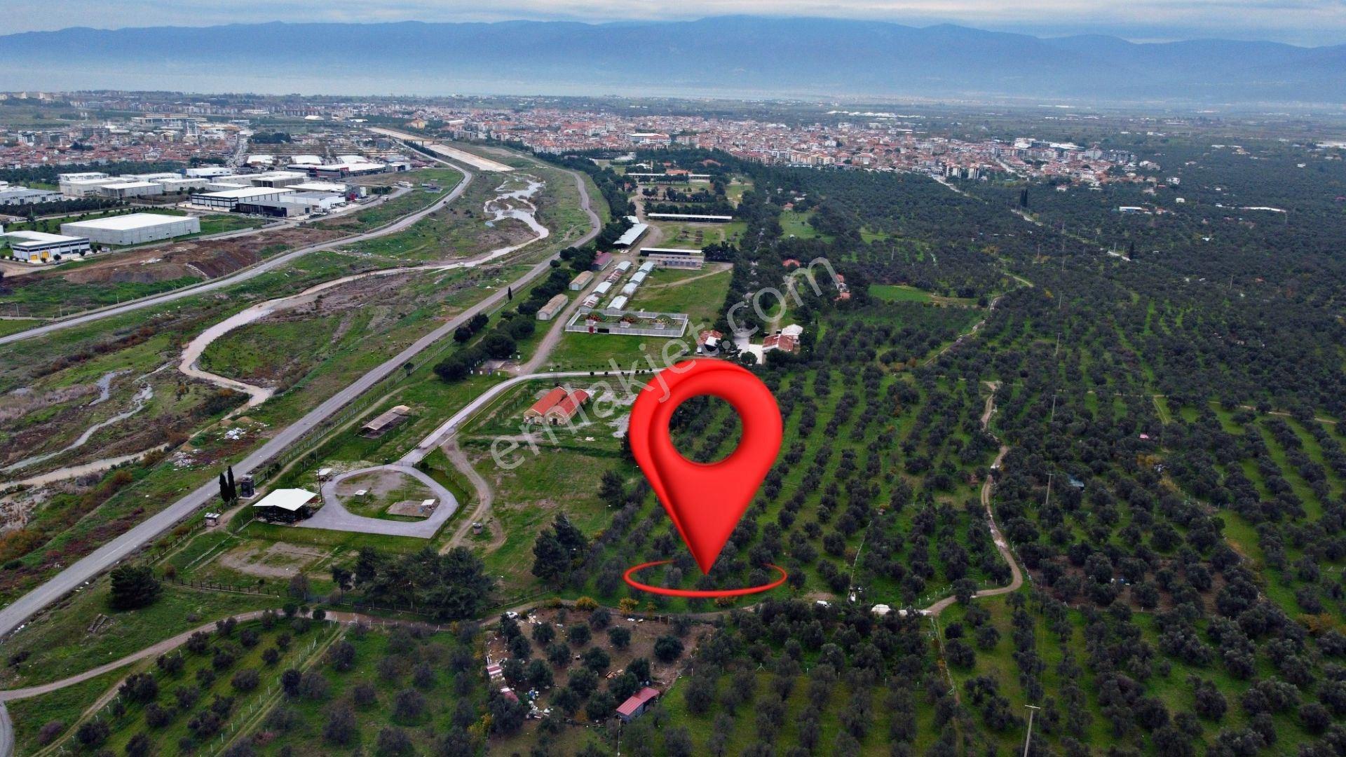 Mera Emlaktan Burhaniye Yunus 100binlik İmarda 5.478m2 Zeytinlik — fotoğraf 29