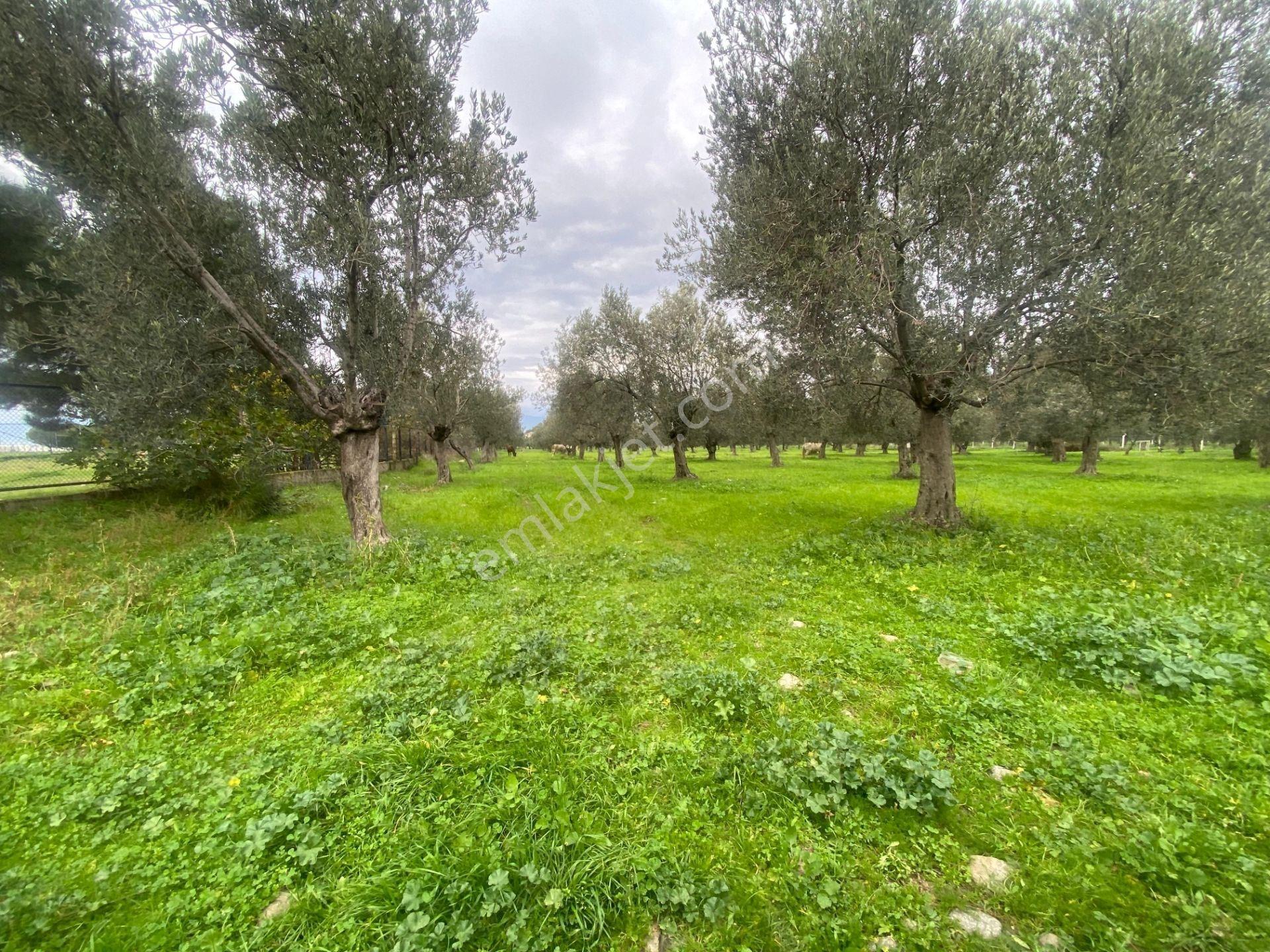 Mera Emlaktan Burhaniye Yunus 100binlik İmarda 5.478m2 Zeytinlik — fotoğraf 32
