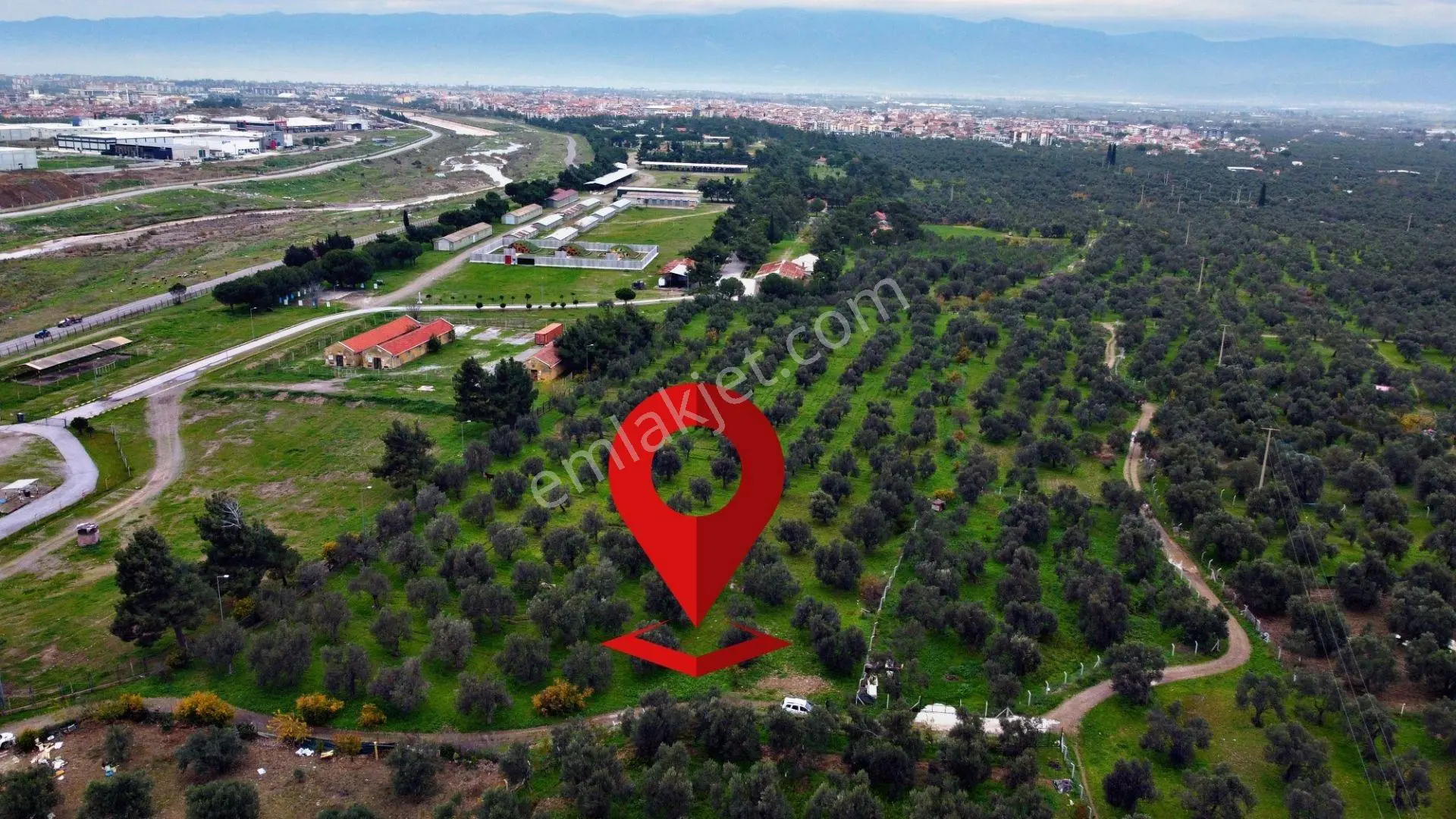 Mera Emlaktan Burhaniye Yunus 100binlik İmarda 5.478m2 Zeytinlik — fotoğraf 35
