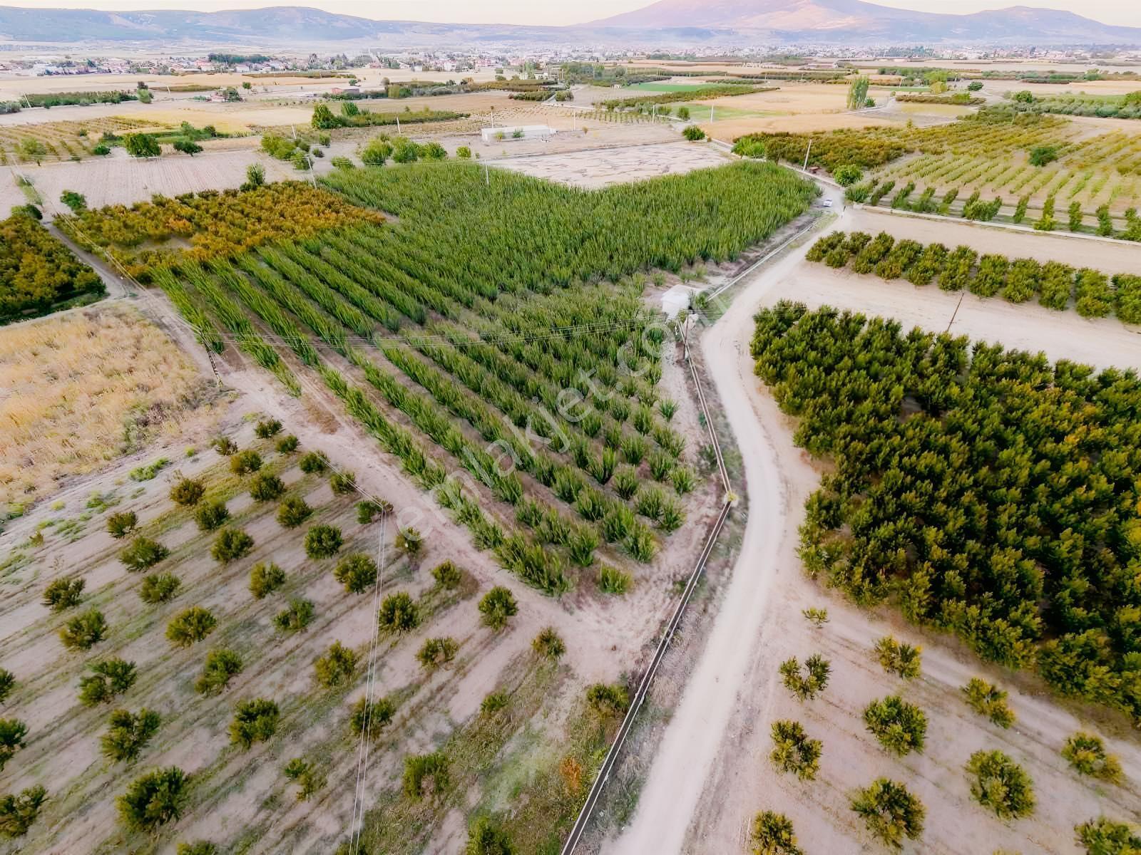 Çivril-Menteş Mahallesinde 13.900M2 Verilmli Kayısı Bahçesi..!!!