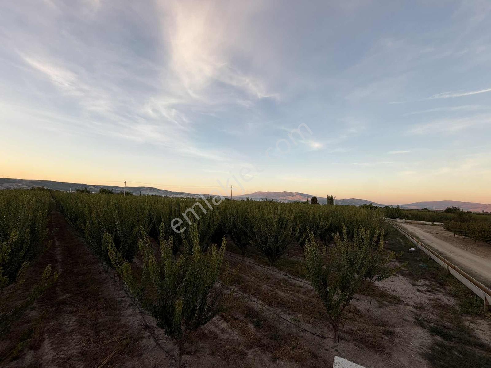 Çivril-menteş Mahallesinde 13.900m2 Verilmli Kayısı Bahçesi..!!! — fotoğraf 7