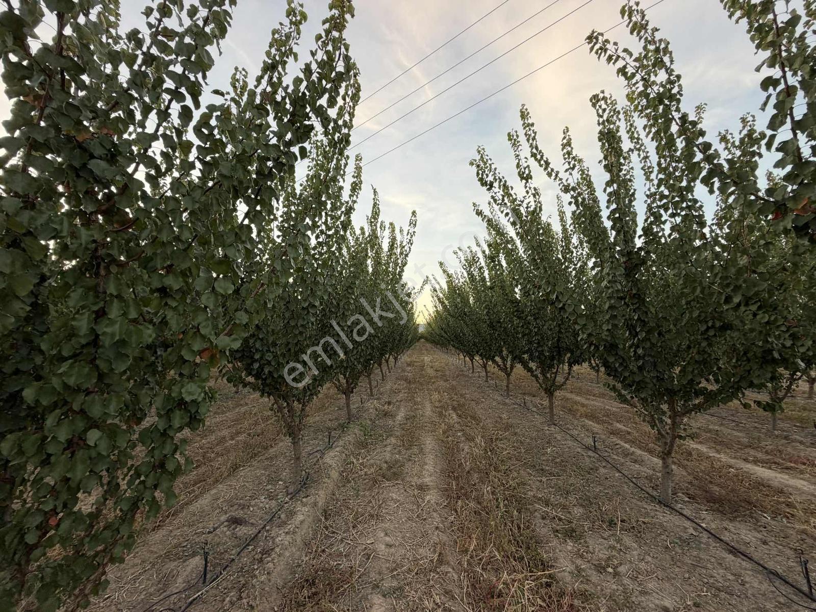 Çivril-menteş Mahallesinde 13.900m2 Verilmli Kayısı Bahçesi..!!! — fotoğraf 9